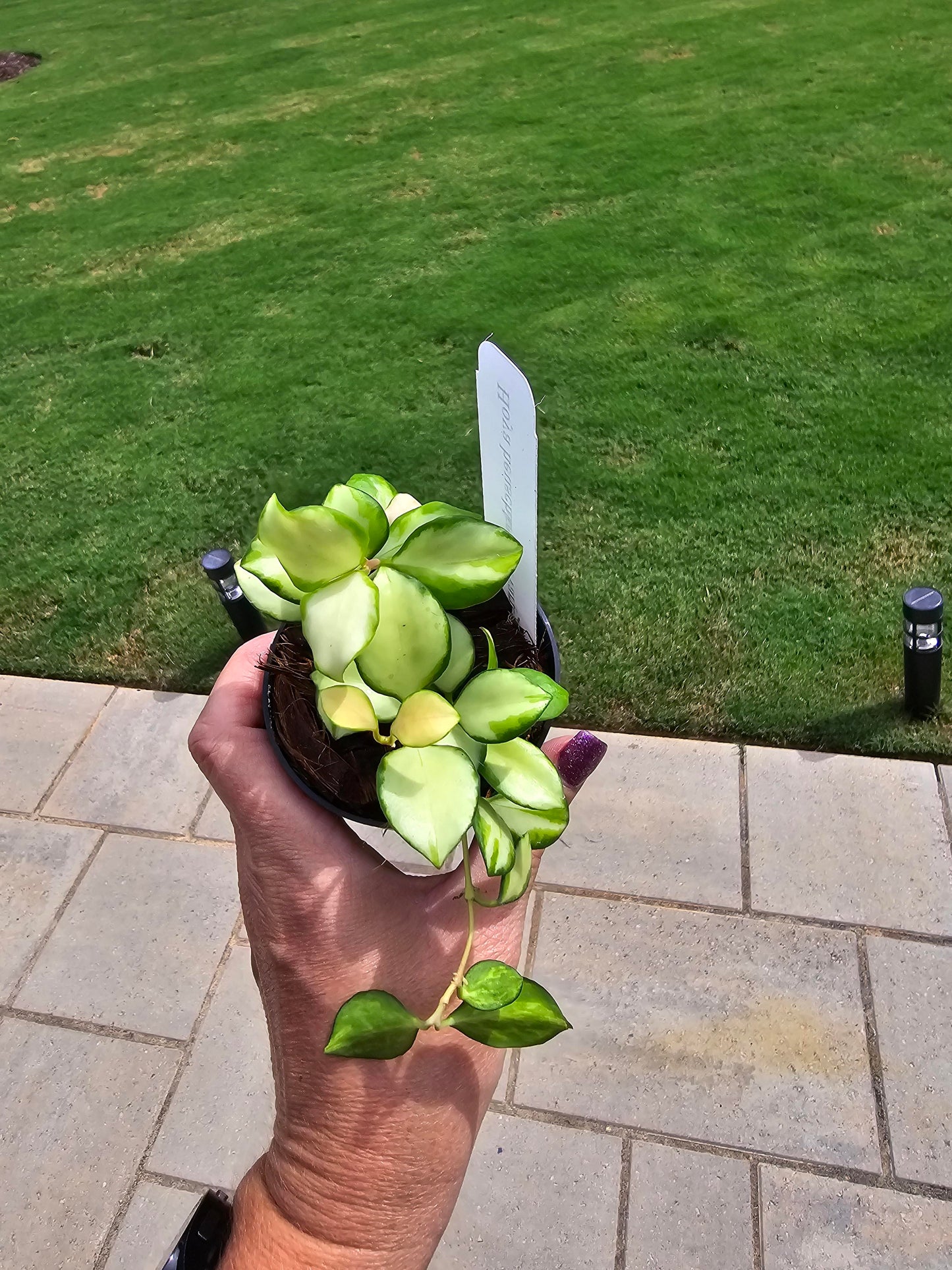 Hoya Heuschkeliana Variegated 3" - Pet Friendly - Pick Your Plant Option - Live Indoor Plant