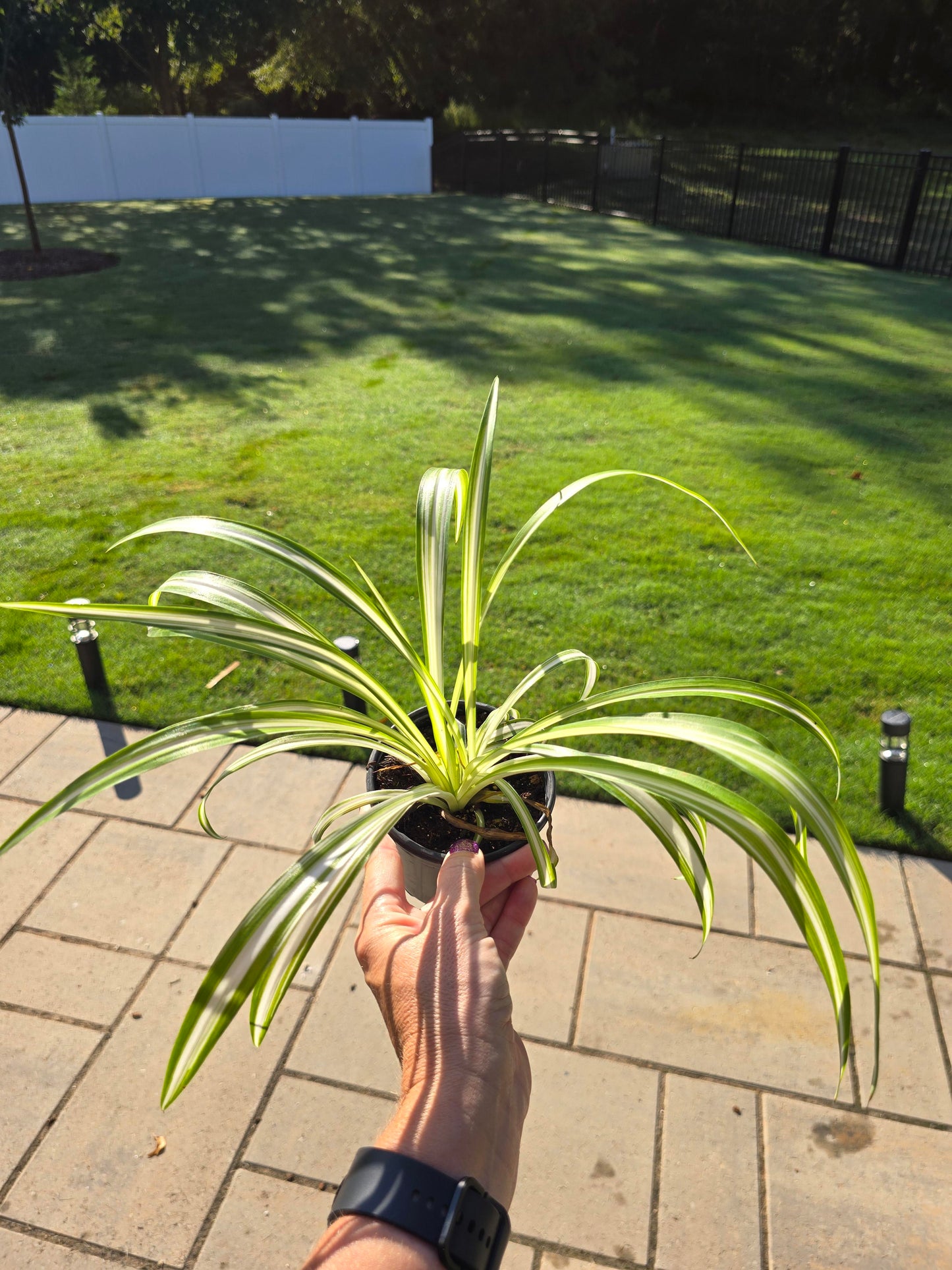 Spider Plant Bonnie 4" - Pet Friendly - Pick Your Plant Option - Live Indoor Plant