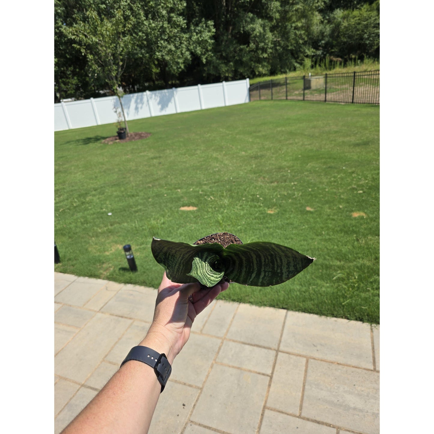 Sansevieria Coral 4” - Snake Plant - Not Pet Friendly - Pick Your Plant Option - Live Indoor Plant