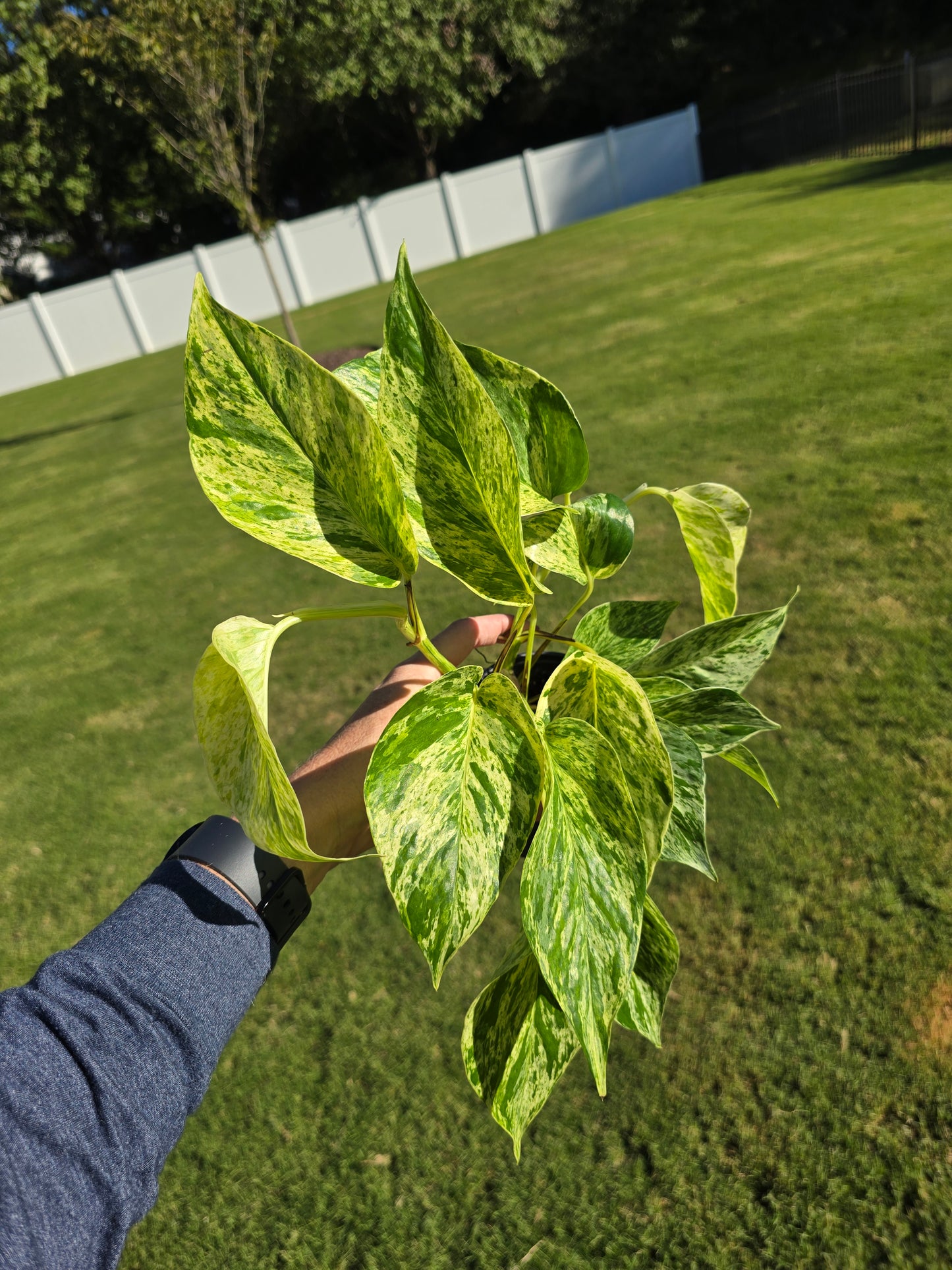 4" Pothos Snow Queen - Not Pet Friendly - Pick Your Plant Option - Live Indoor Plant