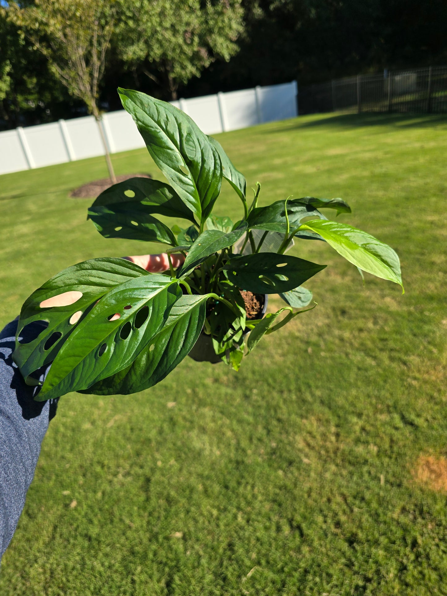 5" Monstera Swiss Cheese - Not Pet Friendly - Pick Your Plant Option - Live Indoor Plant