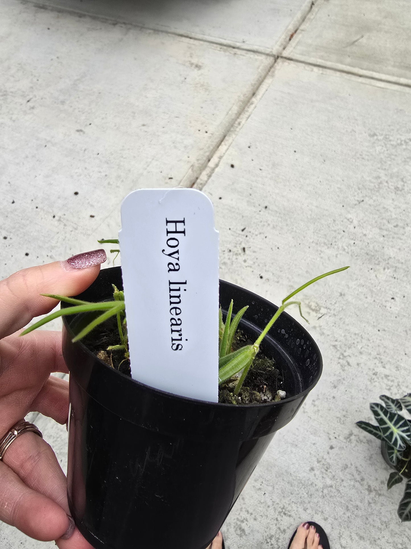 Hoya Linearis 4" - Pet Friendly - Pick Your Plant Option - Live Indoor Plant