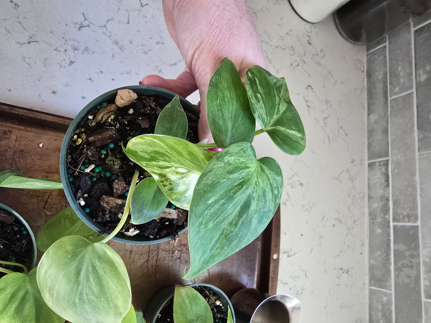 Philodendron Heartleaf Variegated 4" - Not Pet Friendly - Pick Your Plant Option - Live Indoor Plant