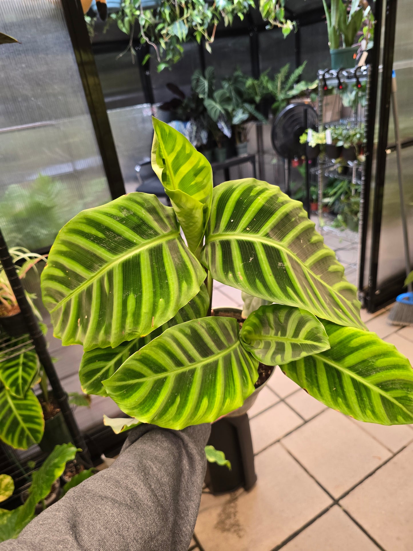 Calathea Zebrina Blemished 6" - Pet Friendly - Pick Your Plant Option - Live Indoor Plant