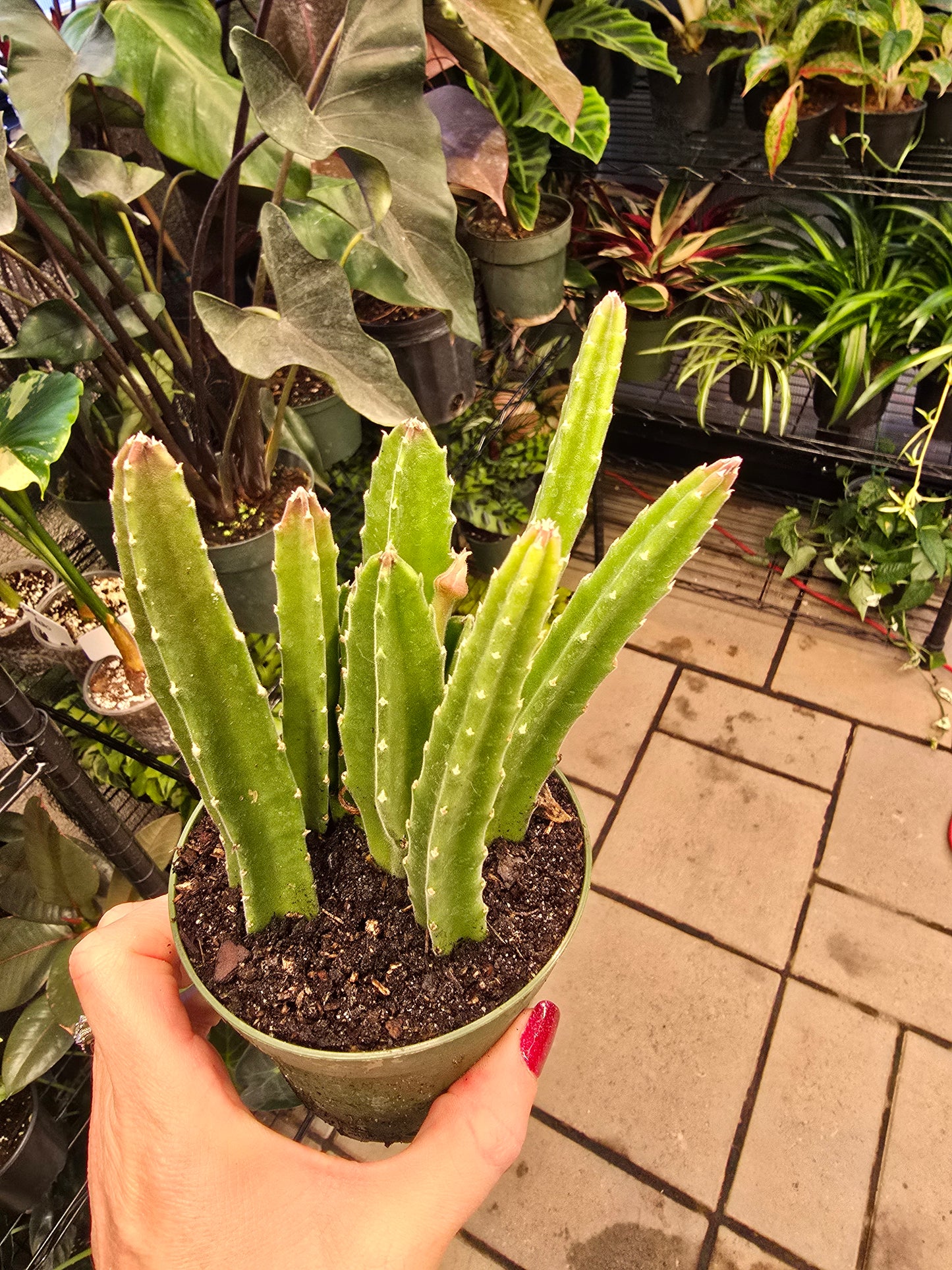 Cactus Assorted 4" - Pet Friendly - Pick Your Plant Option - Live Indoor Plant