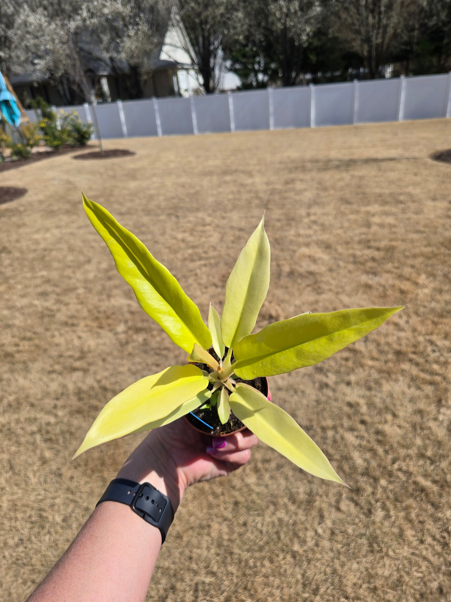 Philodendron Pluto Gold 3" - Not Pet Friendly - Pick Your Plant Option - Live Indoor Plant