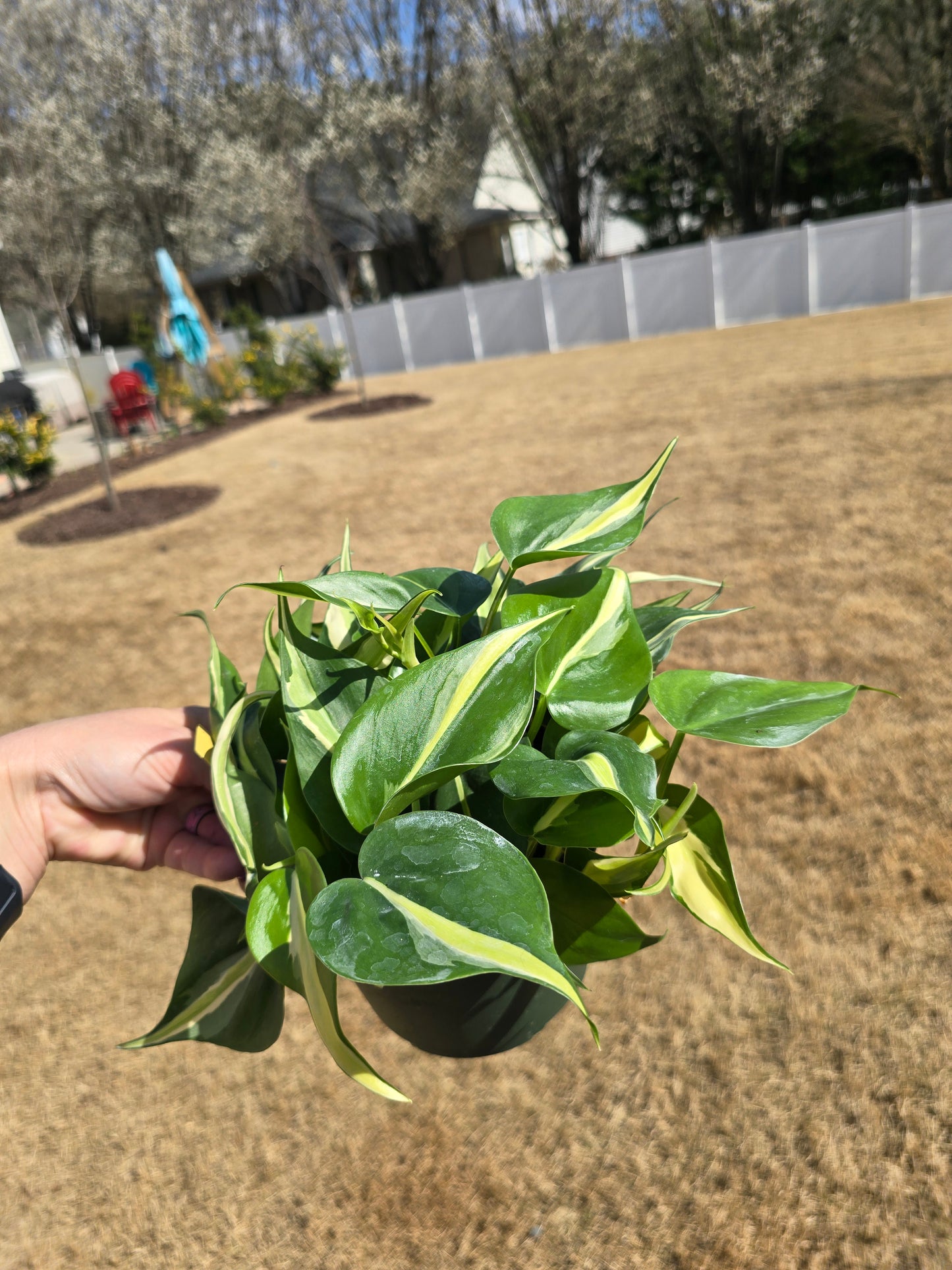 6" Philodendron Silver Stripe - Not Pet Friendly - Pick Your Plant Option - Indoor Plant