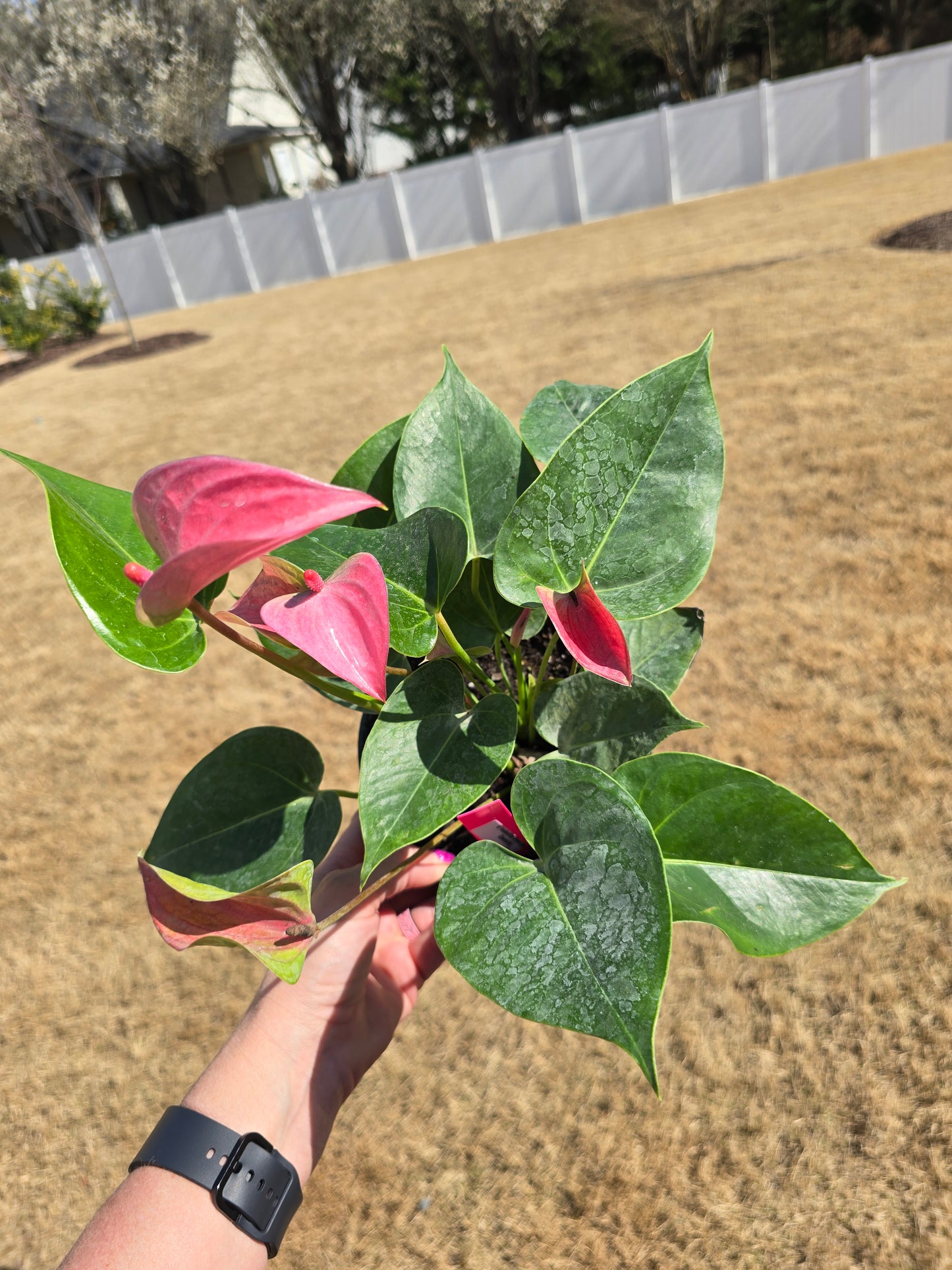 Anthurium Royal Pink Champion 6" - Not Pet Friendly - Pick Your Plant Option - Live Indoor Plant