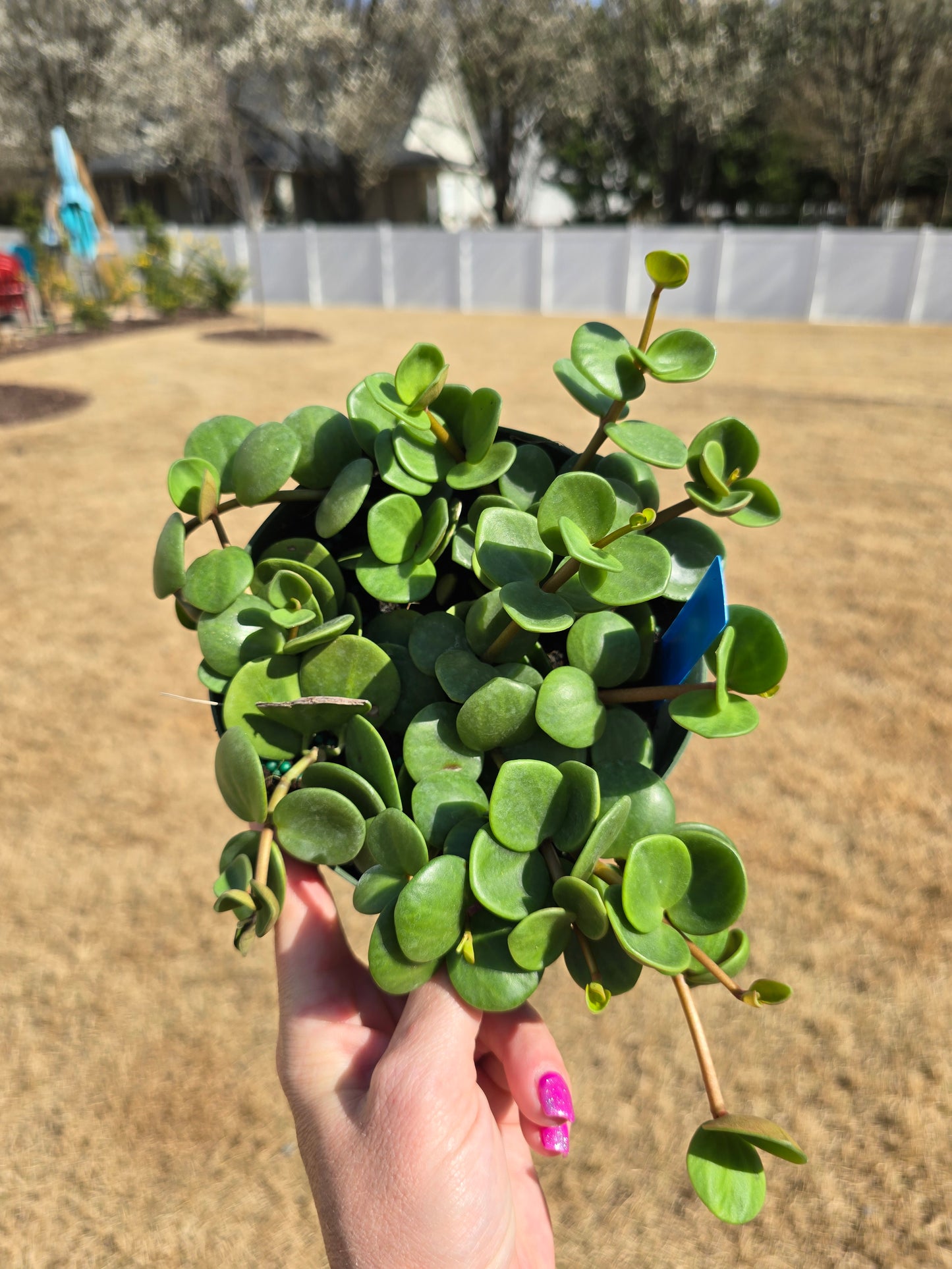 Peperomia Hope 6" - Pet Friendly - Pick Your Plant Option - Live Indoor Plant