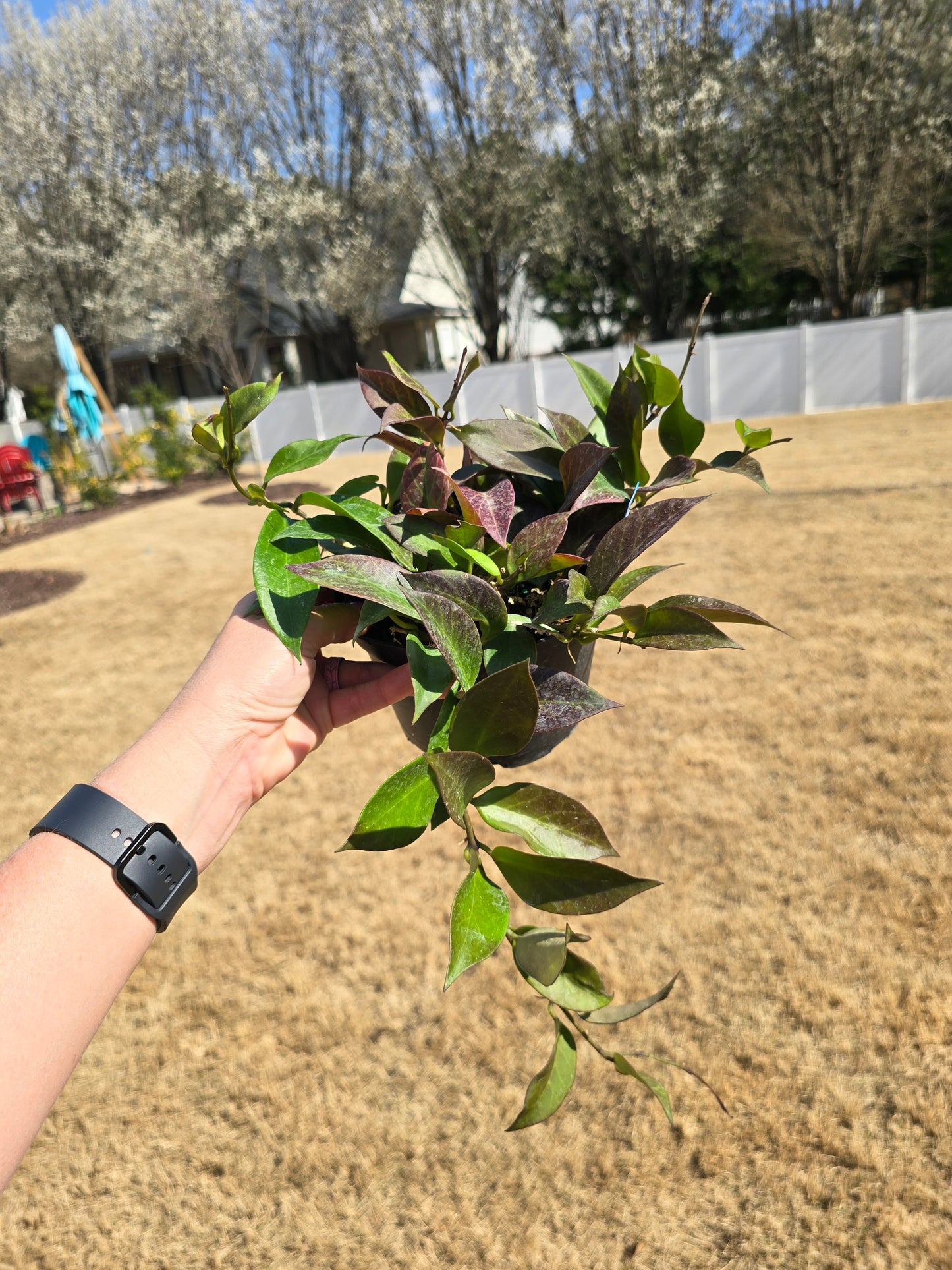 Hoya Sunrise 6" - Pet Friendly - Pick Your Plant Option - Live Indoor Plant