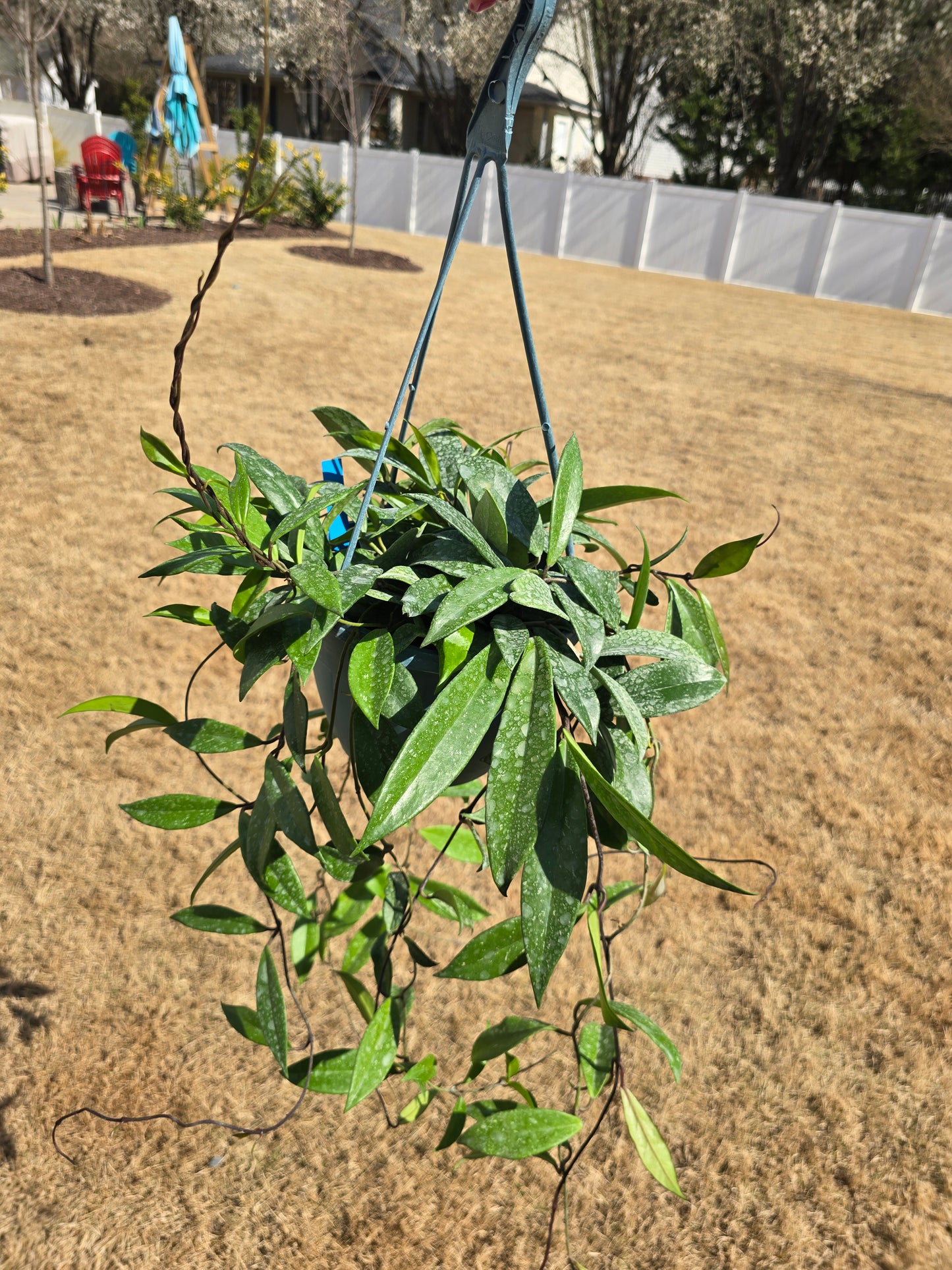 Hoya Pubicalyx Speckled 8" Hanging Basket (Purple & Red Blooms) - Pet Friendly - Pick Your Plant Option - Live Indoor Plant