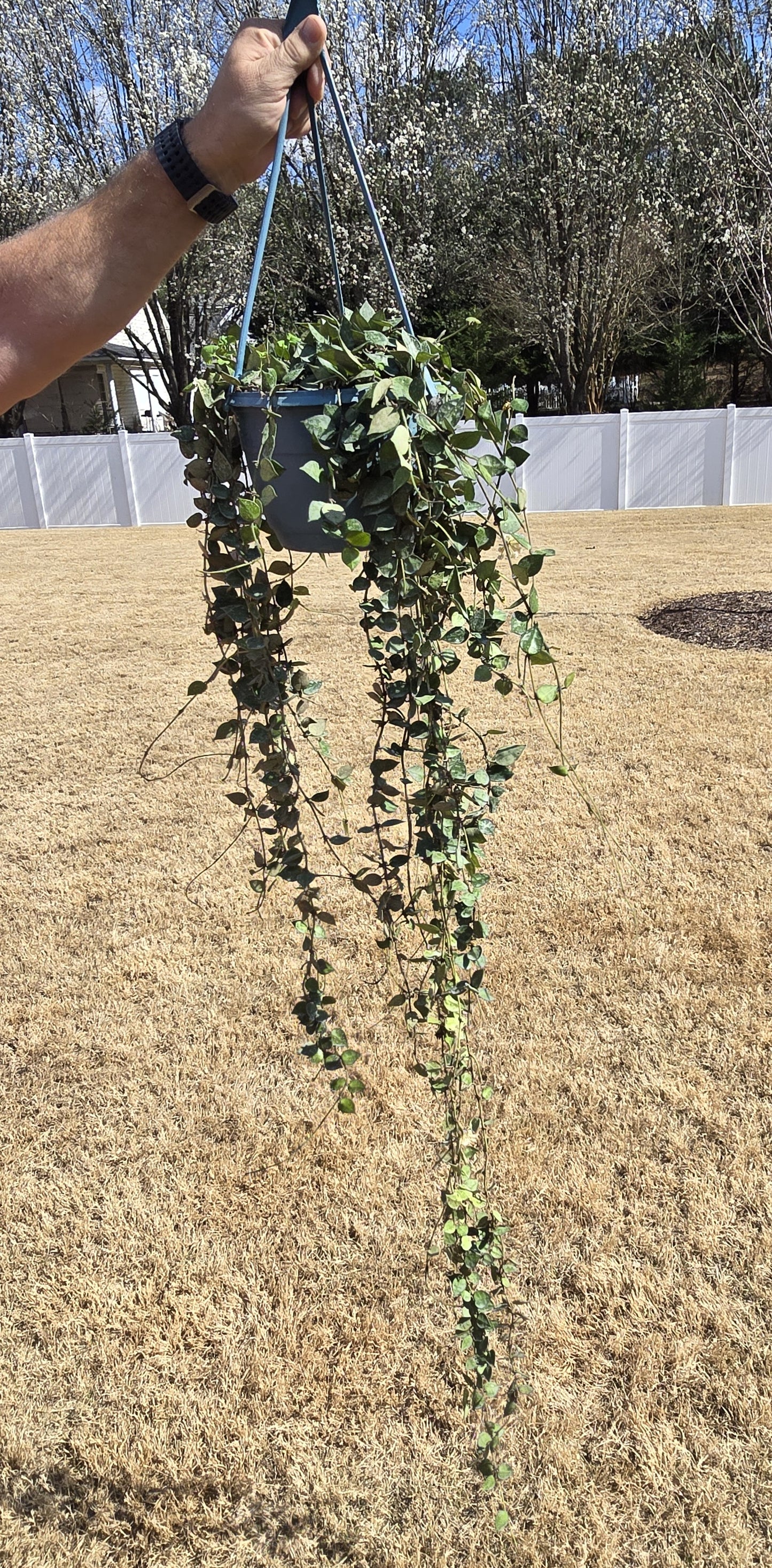 Hoya Krohniana Splash 8" Hanging Basket (White Blooms) - Pet Friendly - Pick Your Plant Option - Live Indoor Plant