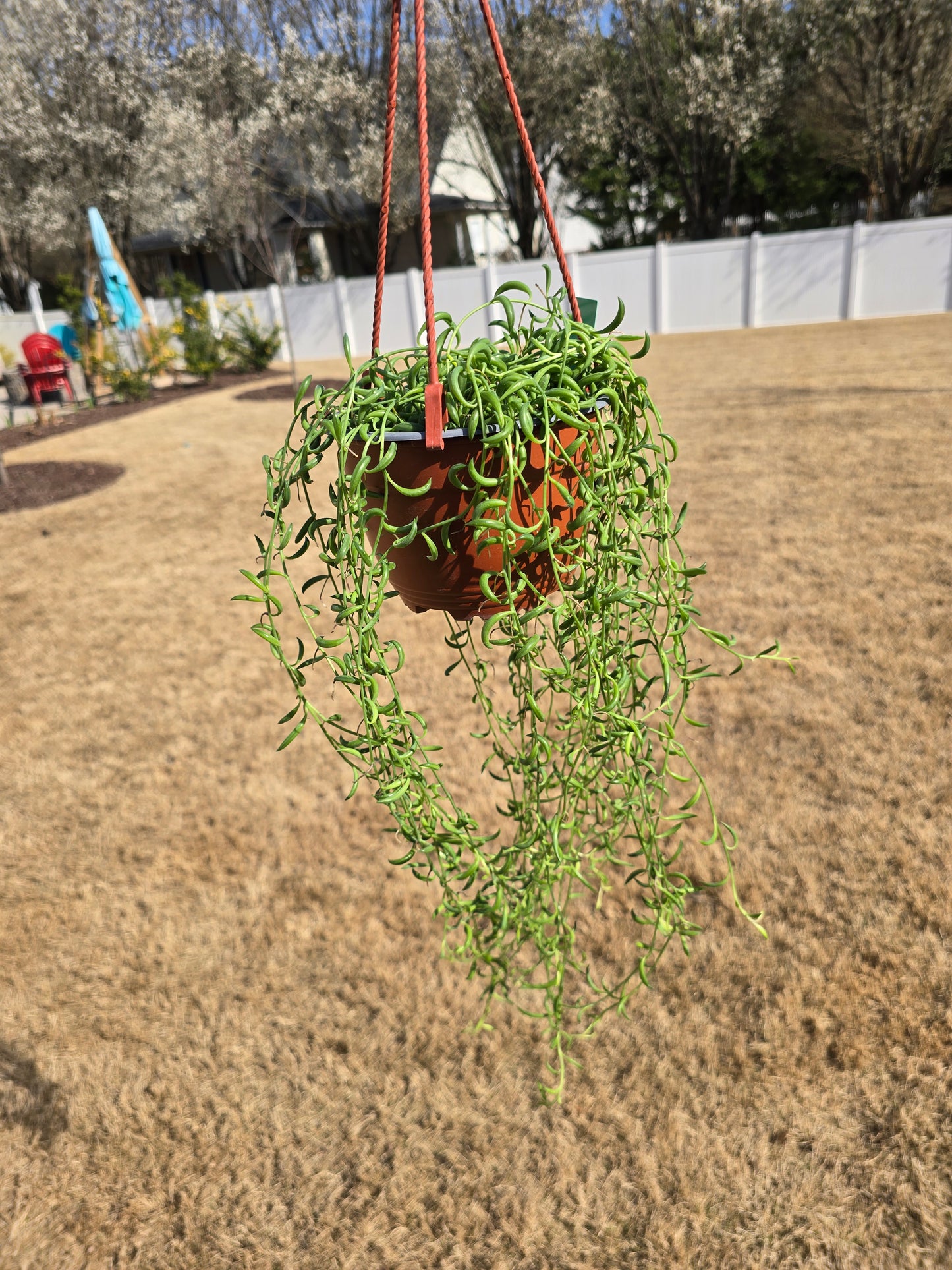 String of Bananas 6" Hanging Basket - Senecio peregrinus - Pet Friendly - Pick Your Plant Option - Live Indoor Plant