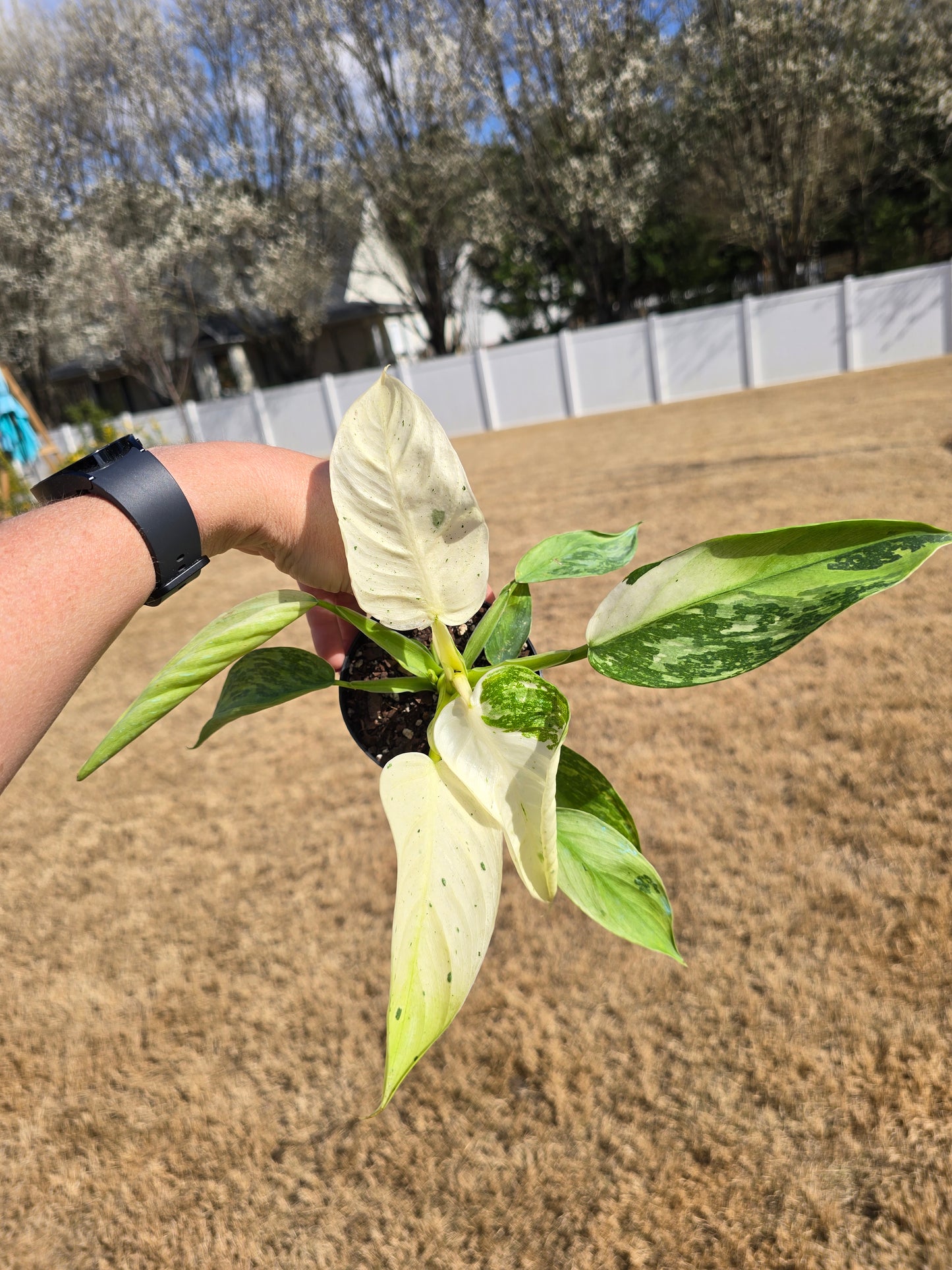 Philodendron Jose Buono Fiesta 4" - Not Pet Friendly - Exact Plant - Live Indoor Plant