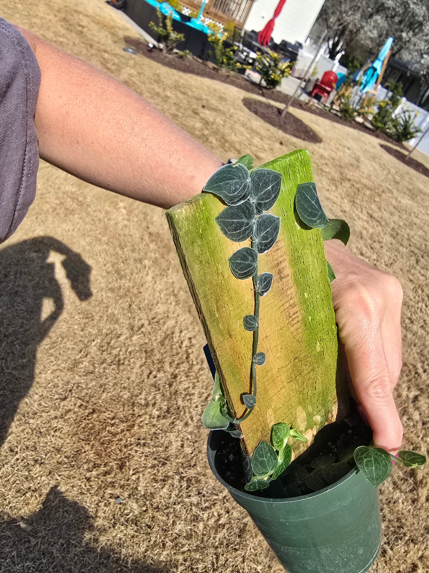 Rhaphidophora Cryptantha 4" -Not Pet Friendly - Exact Plant - Live Indoor Plant