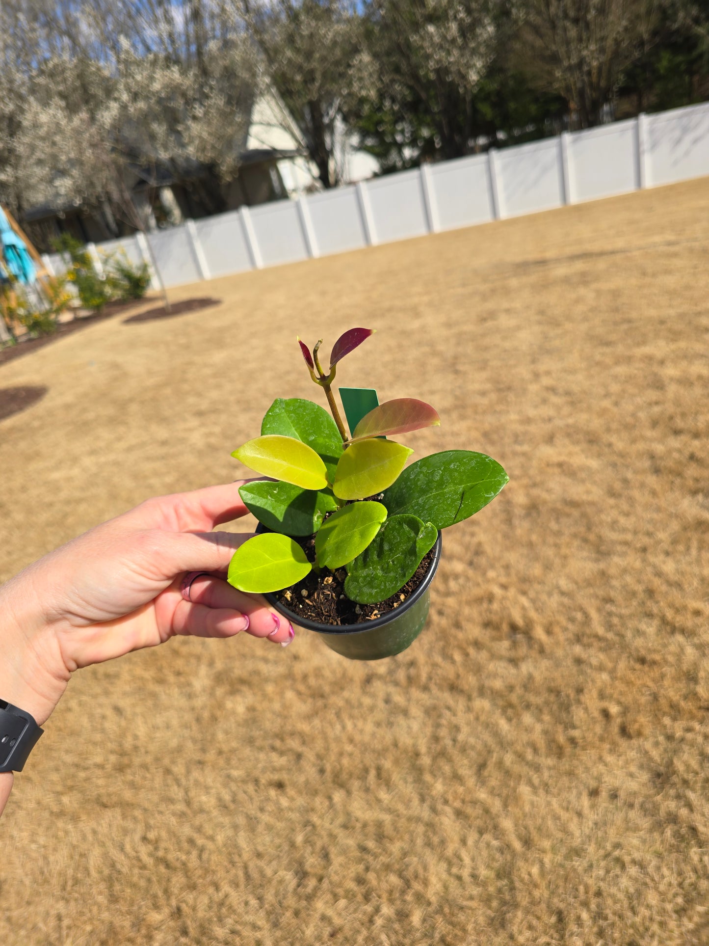 Hoya Skinneriana 4" - Pet Friendly - Pick Your Plant Option (Not Exact Plant) - Live Indoor Plant