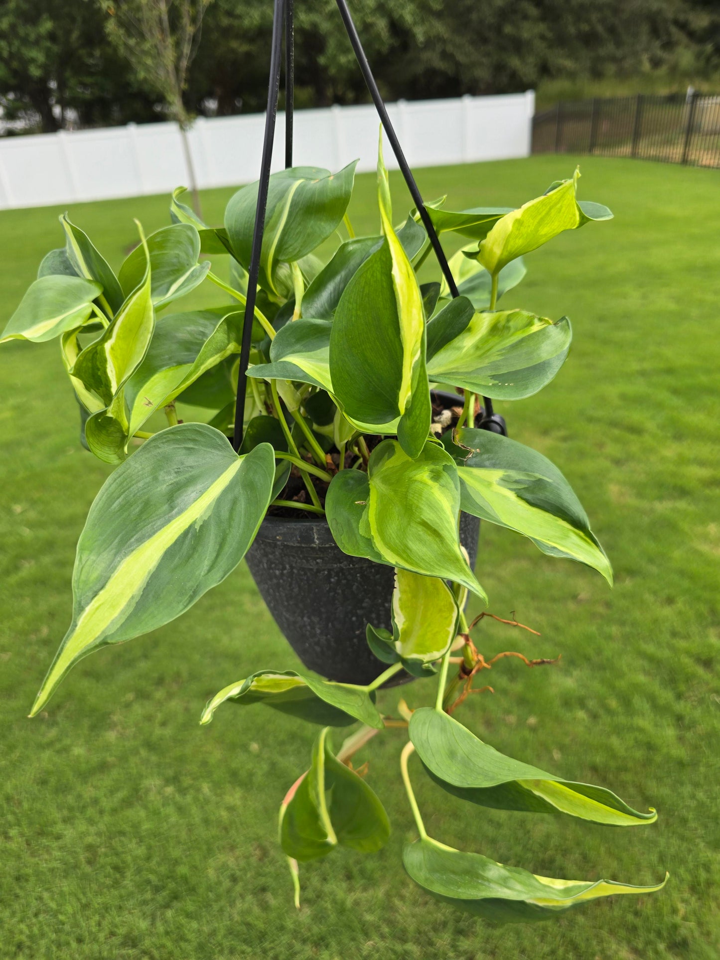 Philodendron hederaceum Cream Splash Hanging Basket 6" - Not Pet Friendly - Pick Your Plant Option - Live Indoor Plant