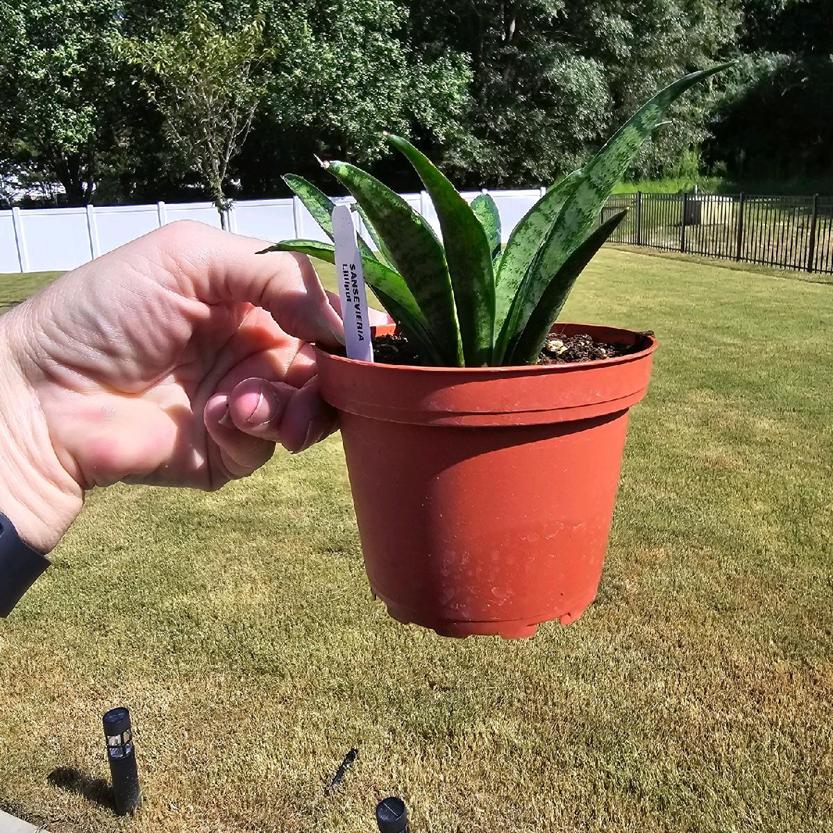 Snake Plant Lilliput 4" - Snake Plant - Not Pet Friendly - Pick Your Plant Option - Live Indoor Plant