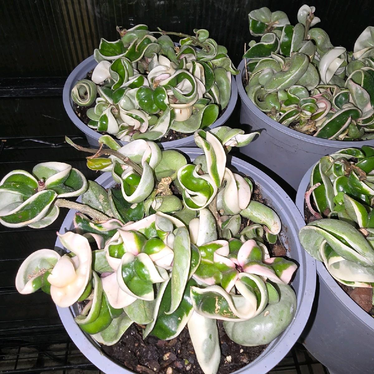 6" Hoya Hindu Rope Variegated - Pet Friendly - Pick Your Plant Option - Live Indoor Plant