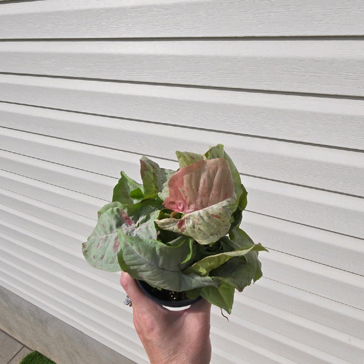 Syngonium Confetti 4" - Not Pet Friendly - Pick Your Plant Option - Live Indoor Plant