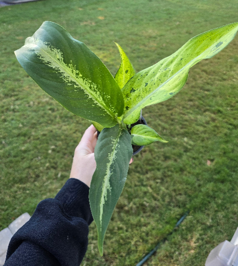Dieffenbachia Camouflage 4" - Not Pet Friendly - Pick Your Plant Option - Live Indoor Plant