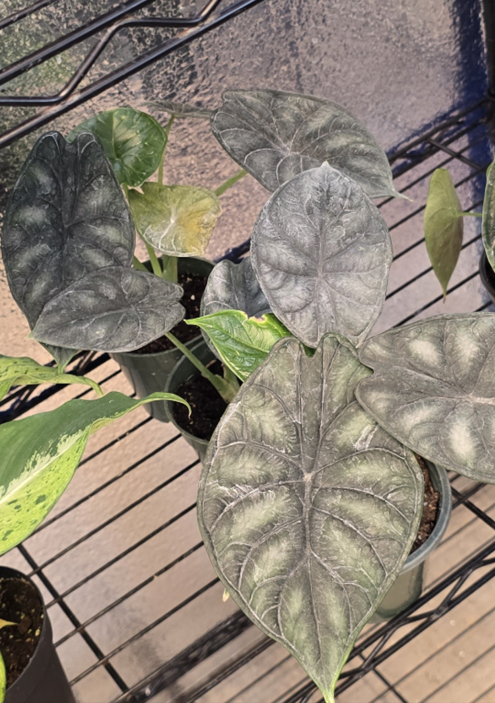 Alocasia Dragon Scale 4" - Not Pet Friendly - Pick Your Plant Option - Live Indoor Plant
