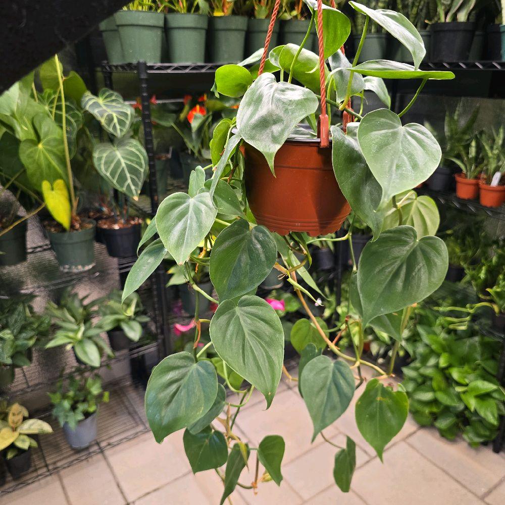Philodendron Cordatum HB 6" - Not Pet Friendly - Pick Your Plant Option - Live Indoor Plant