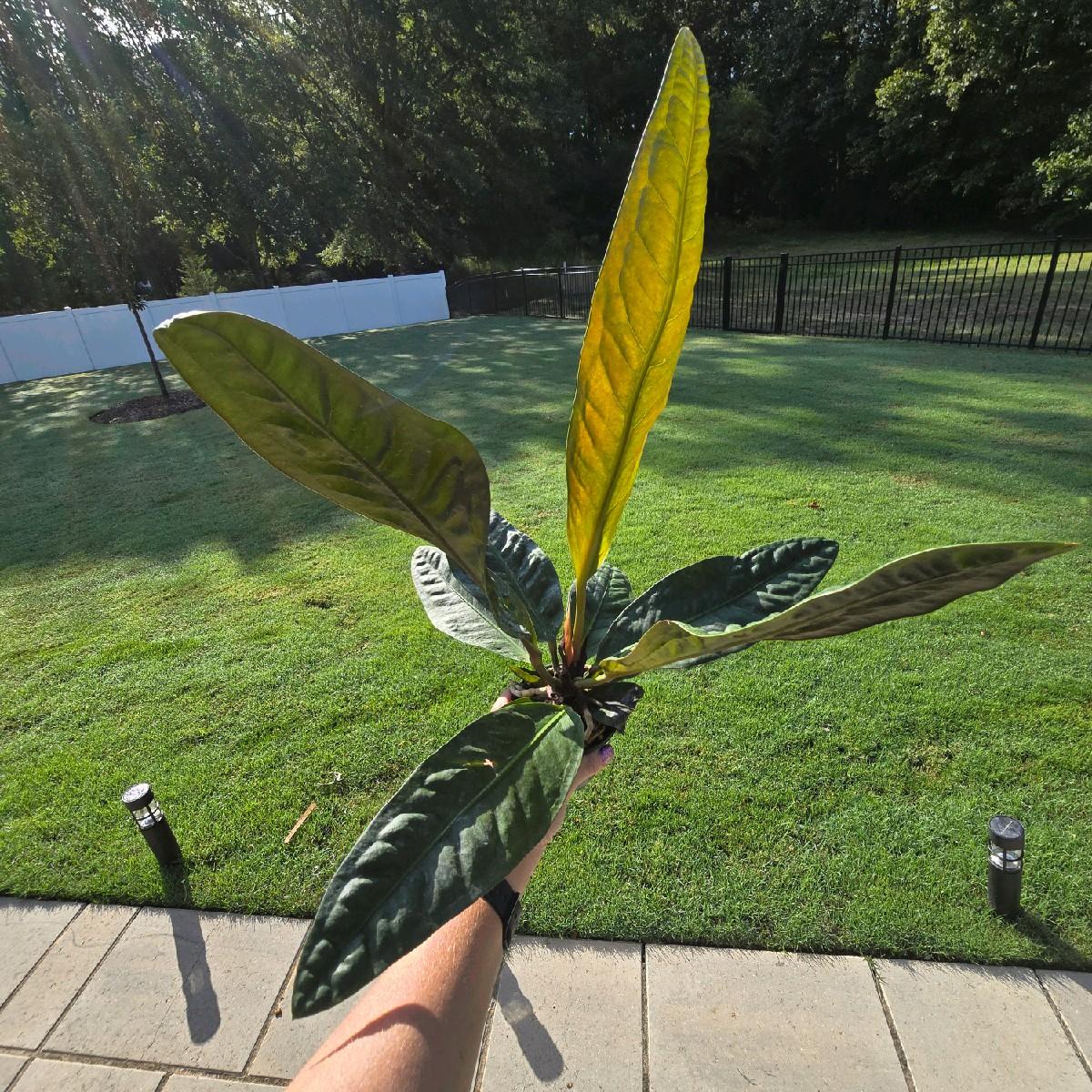 Anthurium Superbum 6" - Not Pet Friendly - Pick Your Plant Option - Live Indoor Plant