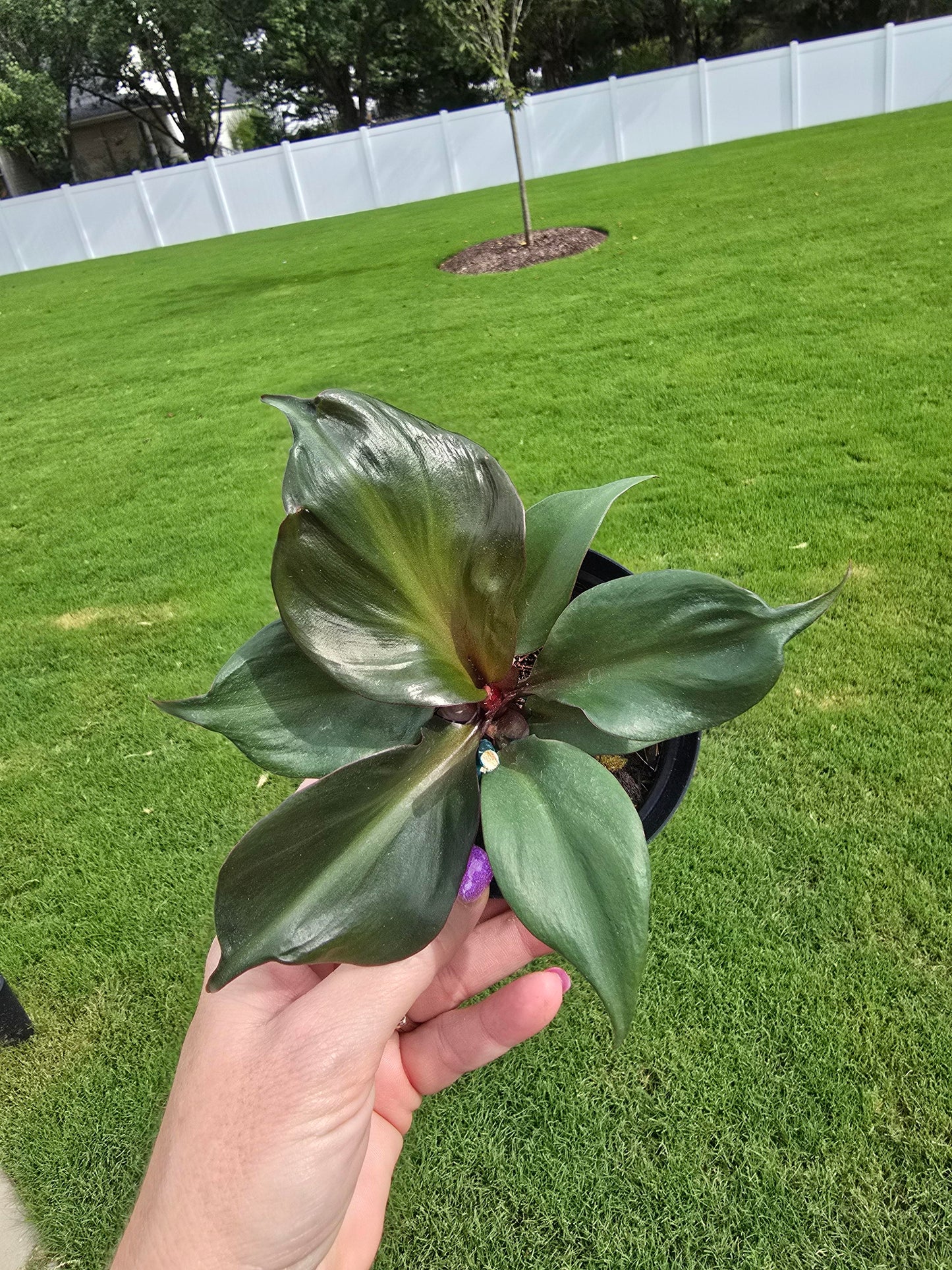 Blemished Philodendron Red Heart 4" - Not Pet Friendly - Pick Your Plant Option - Live Indoor Plant