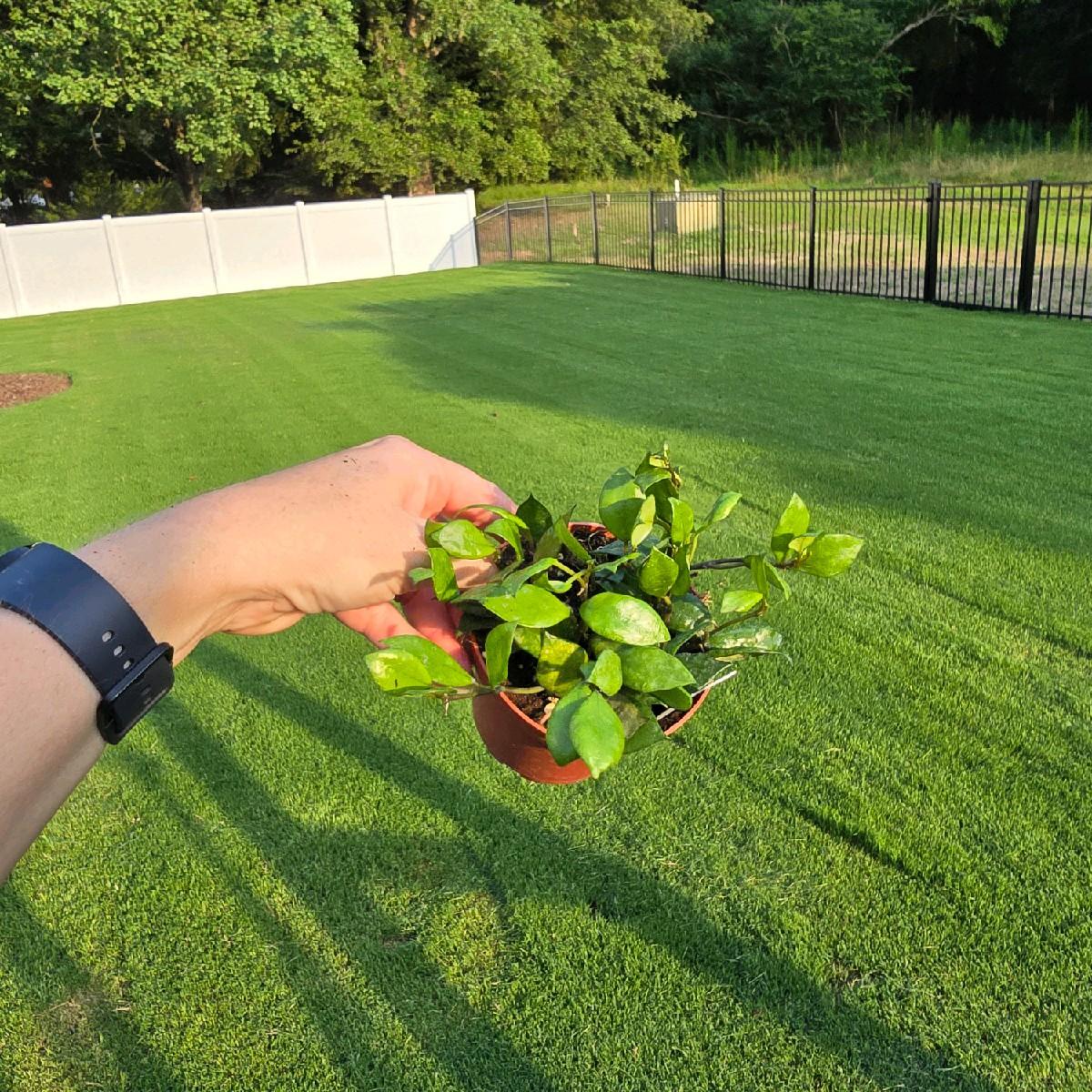 Hoya Krohniana Black 4" - Pet Friendly - Pick Your Plant Option - Live Indoor Plant
