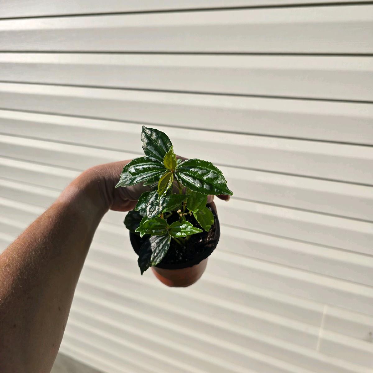 BOGO 4" Pilea Aluminum - Pet Friendly - Pick Your Plant Option - Live Indoor Plant