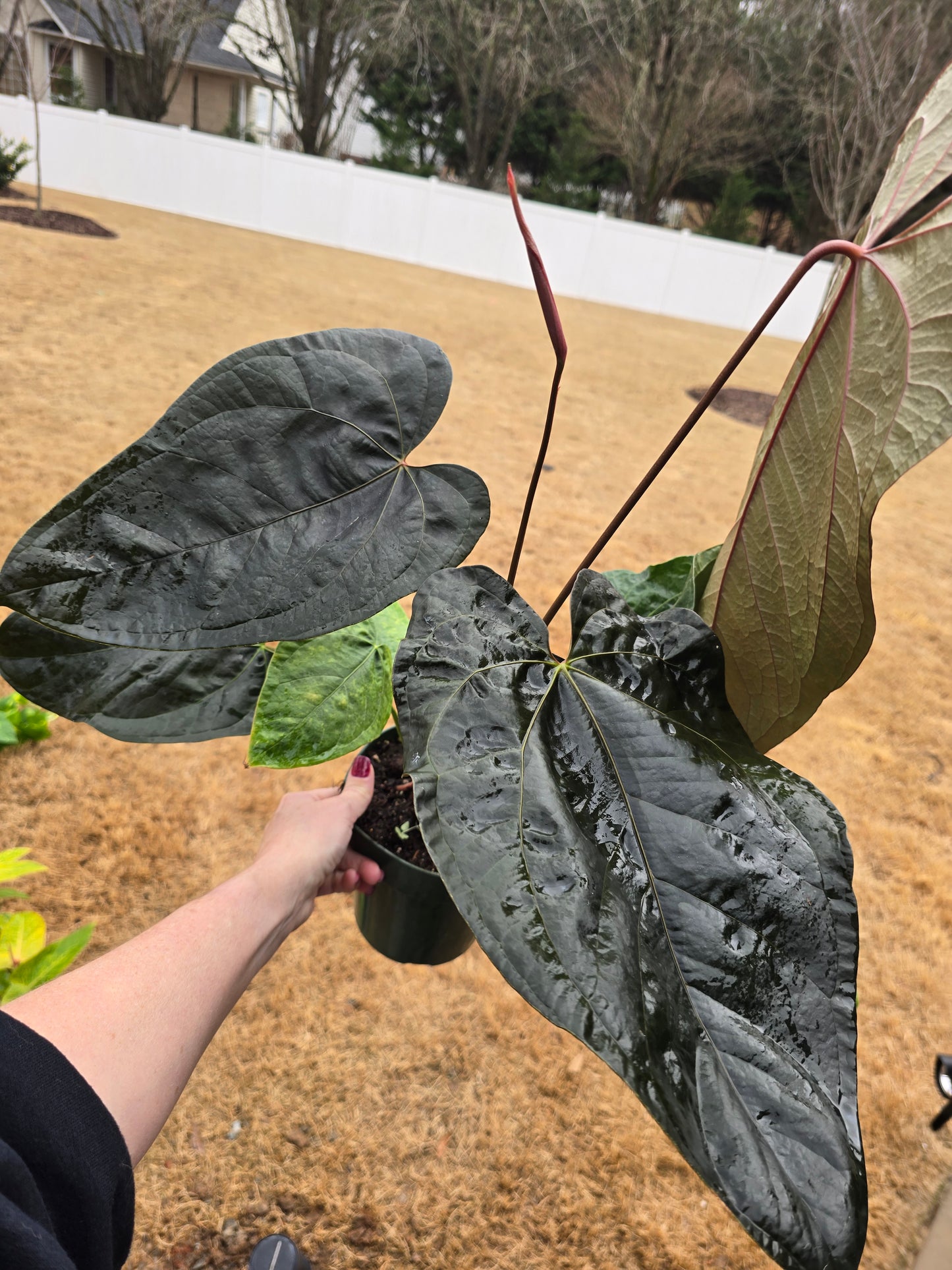Anthurium Queen of Hearts 6" - Not Pet Friendly - Pick Your Plant Option - Live Indoor Plant