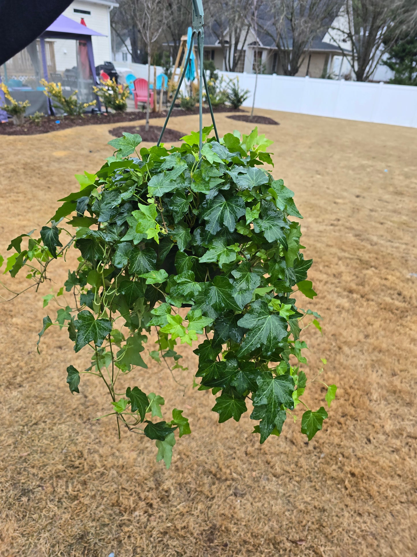 Ivy Green 8” Hanging Basket - Not Pet Friendly - Pick Your Plant Option - Live Indoor Plant