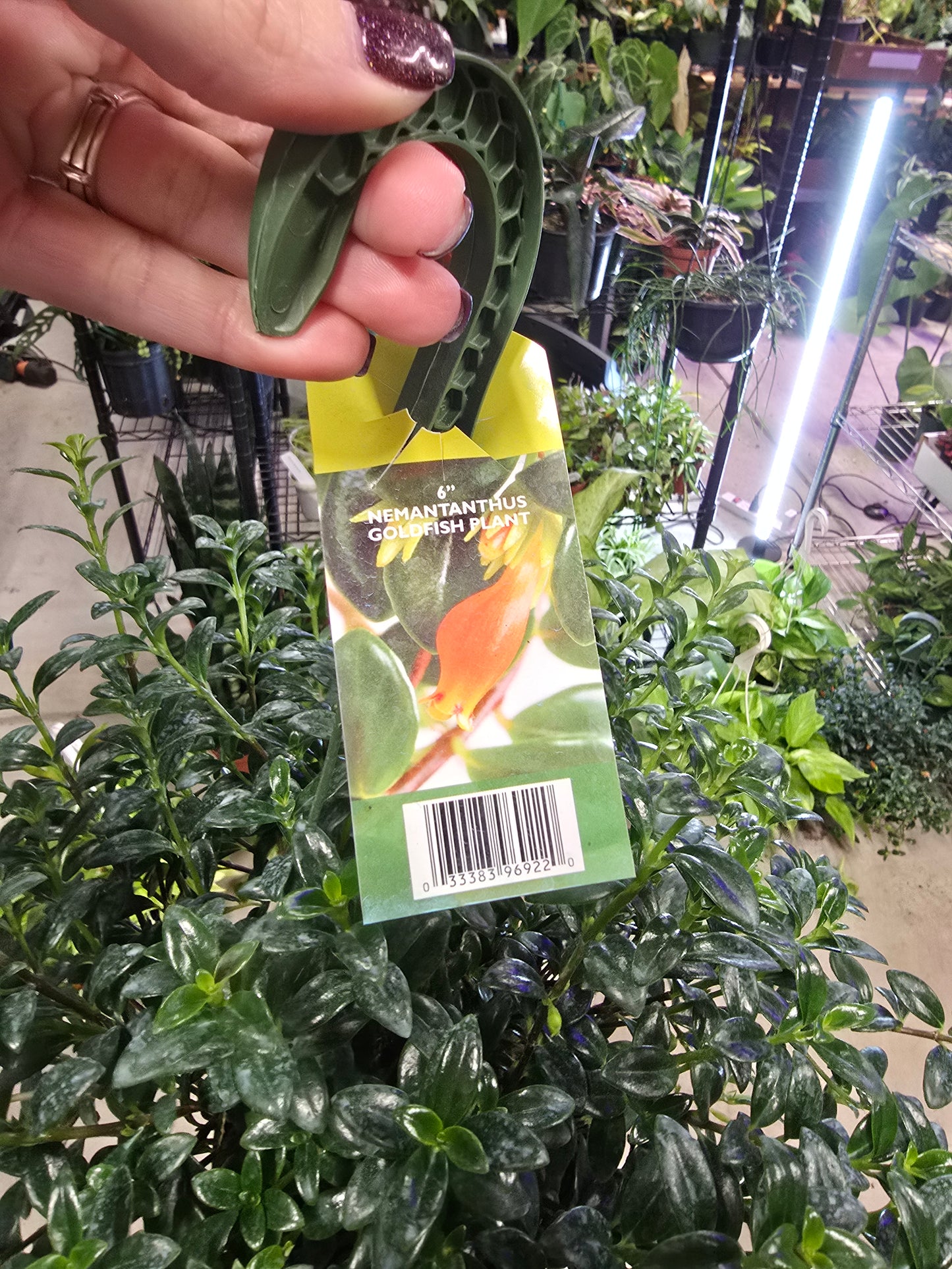 Goldfish Plant Hanging Basket 6" - Not Pet Friendly - Pick Your Plant Option - Live Indoor Plant