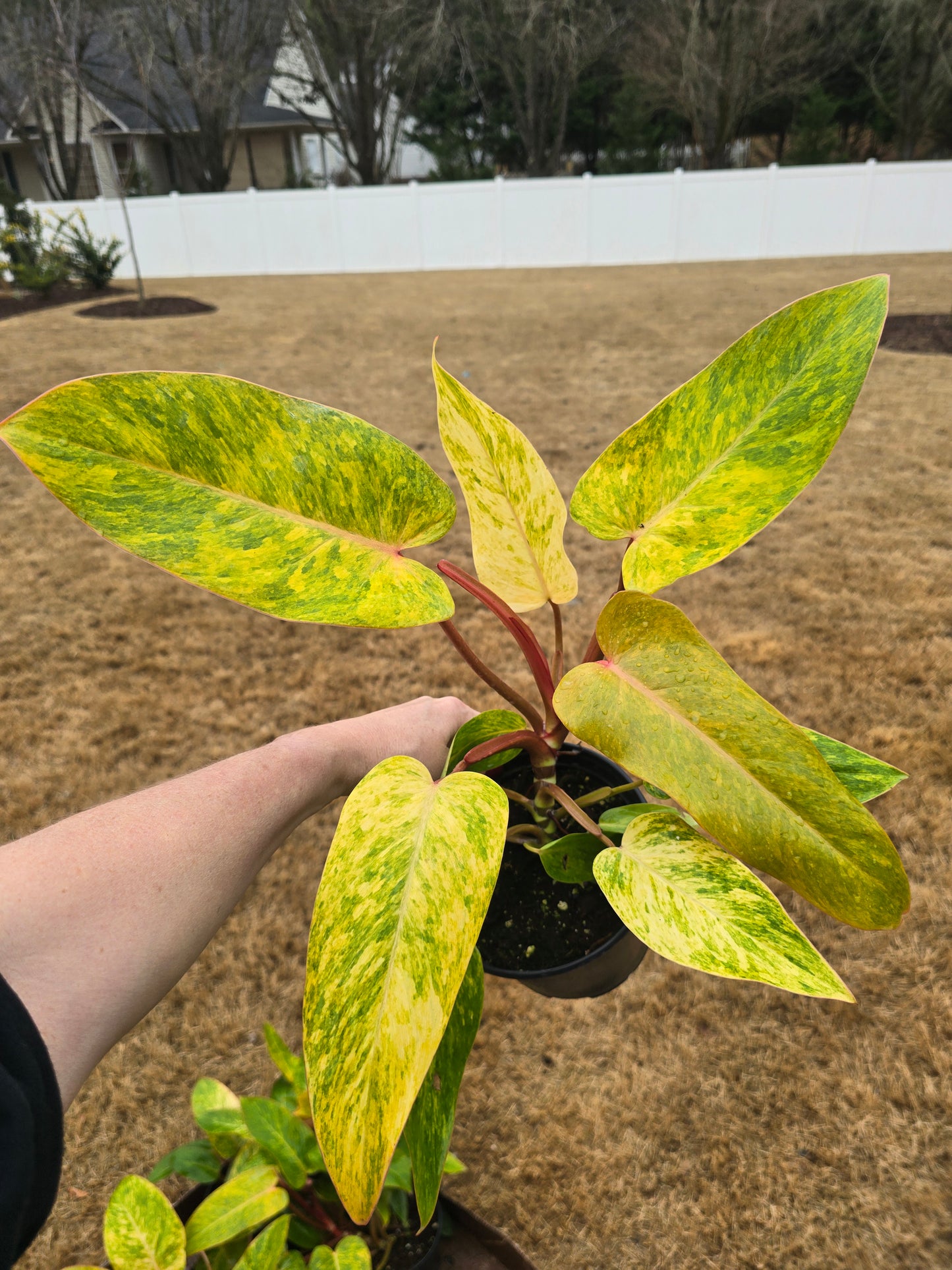 Philodendron Painted Lady 6" - Not Pet Friendly - Pick Your Plant Option - Live Indoor Plant