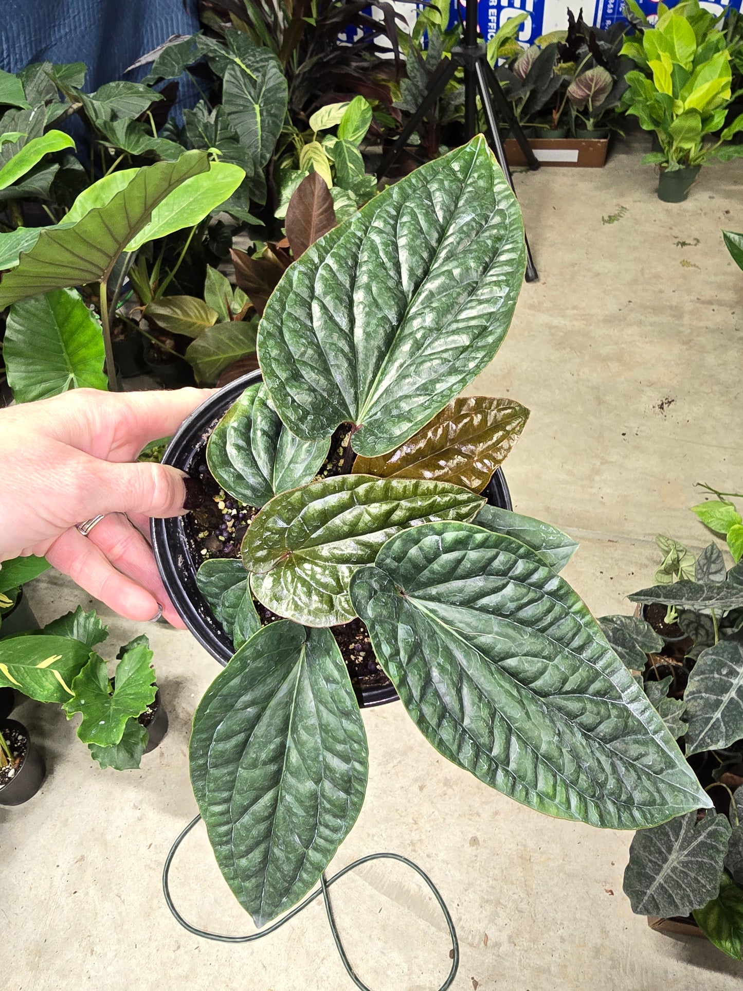 Anthurium Radicans x Luxurians 6" - Not Pet Friendly - Pick Your Plant Option - Live Indoor Plant