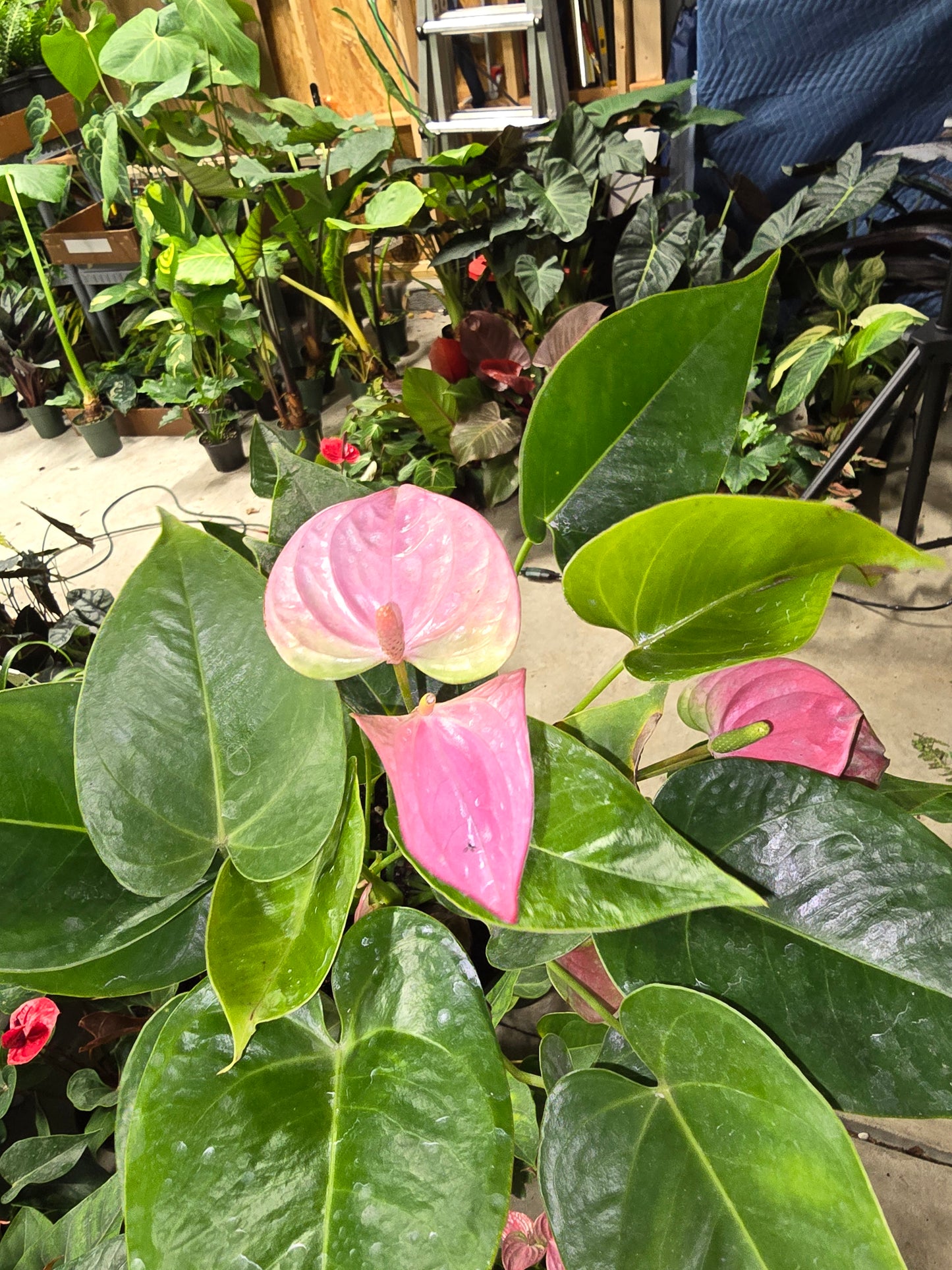 Anthurium Melito 6" - Not Pet Friendly - Pick Your Plant Option - Live Indoor Plant