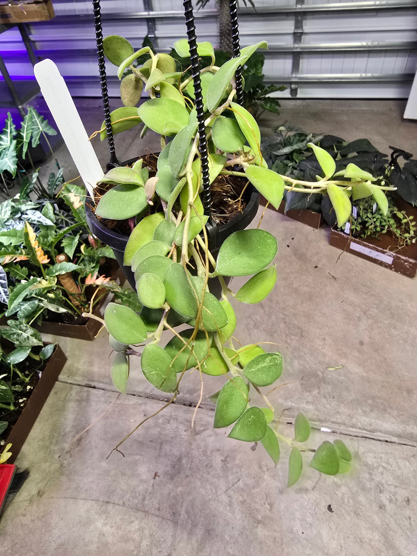 Hoya Nummularioides Hanging Basket 4" - Pet Friendly - Pick Your Plant Option - Live Indoor Plant
