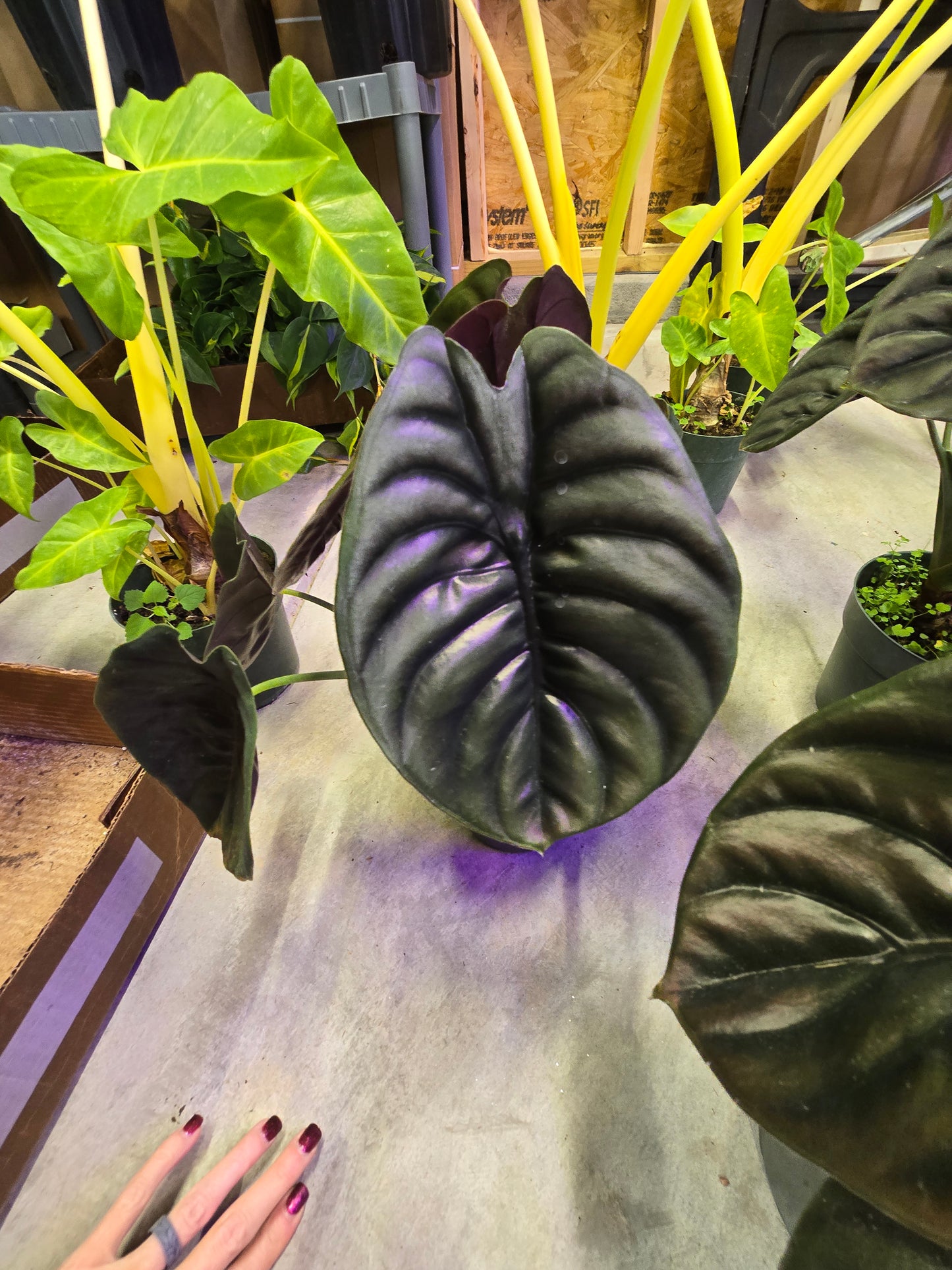 6" Alocasia Cuprea - Not Pet Friendly - Pick Your Plant Option - Live Indoor Plant