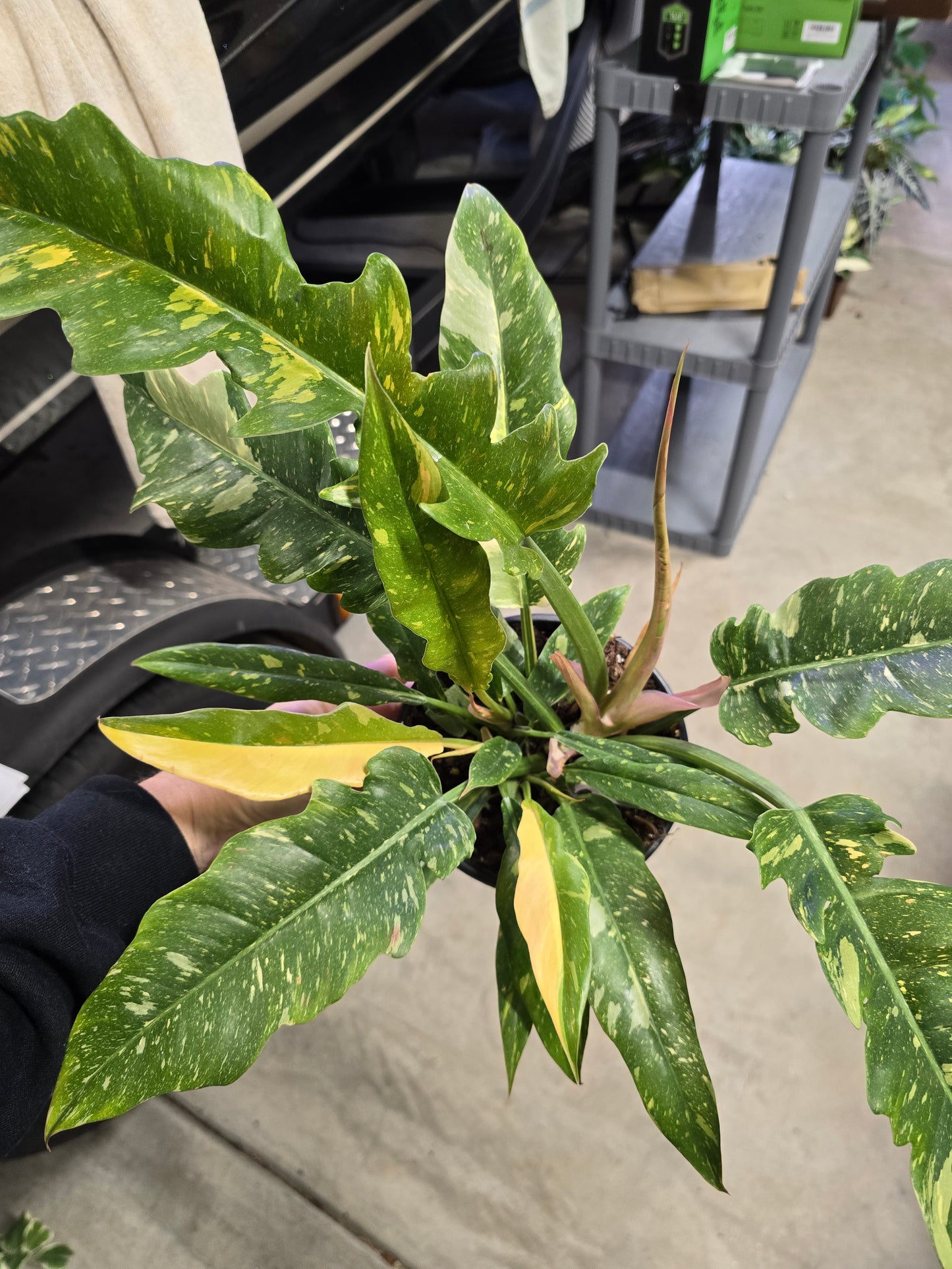 Blemished Philodendron Ring of Fire 6" - Not Pet Friendly - Pick Your Plant Option - Live Indoor Plant