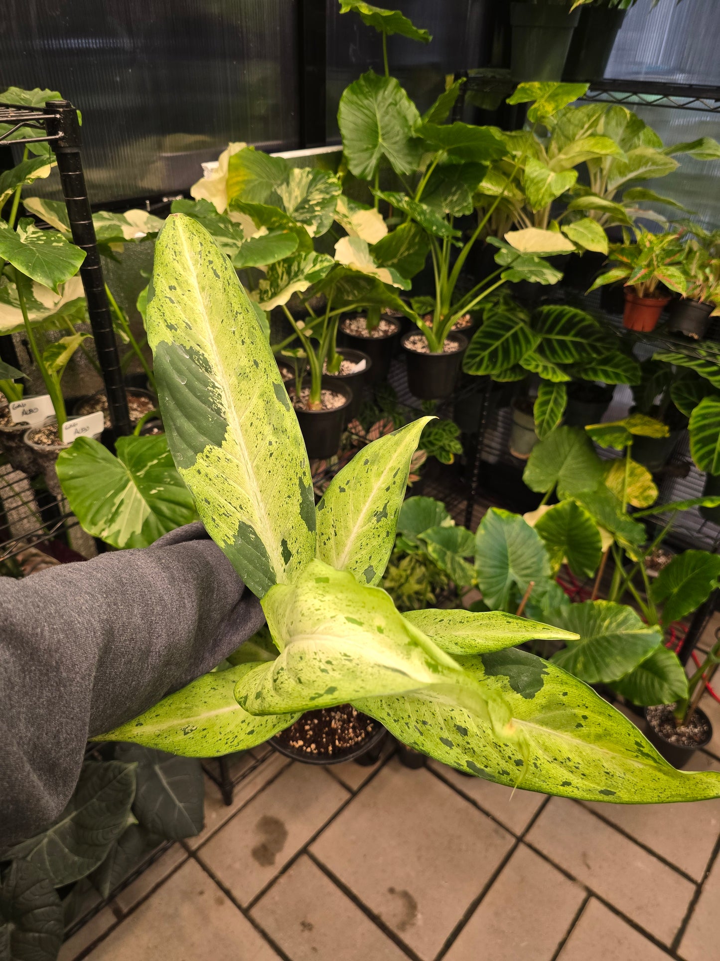 Dieffenbachia Camouflage 6" - Not Pet Friendly - Pick Your Plant Option - Live Indoor Plant
