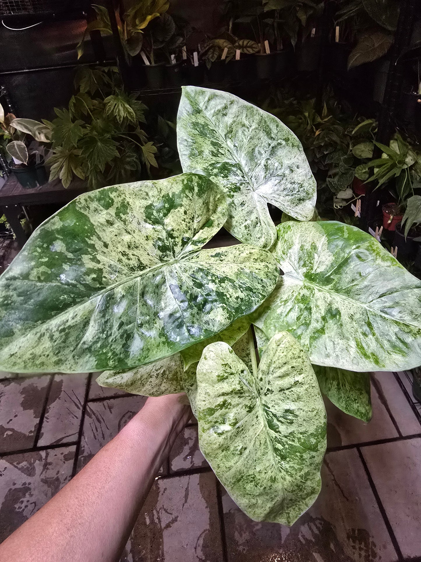 4" Alocasia Odora Batik - Not Pet Friendly - Exact Plant - Live Indoor Plant