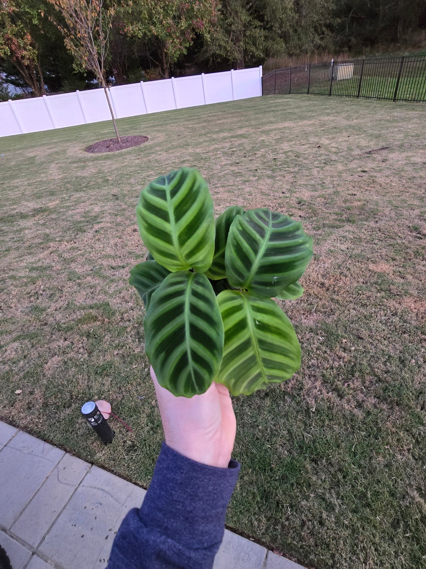 Calathea Zebrina Blemished 4" - Pet Friendly - Pick Your Plant Option - Live Indoor Plant
