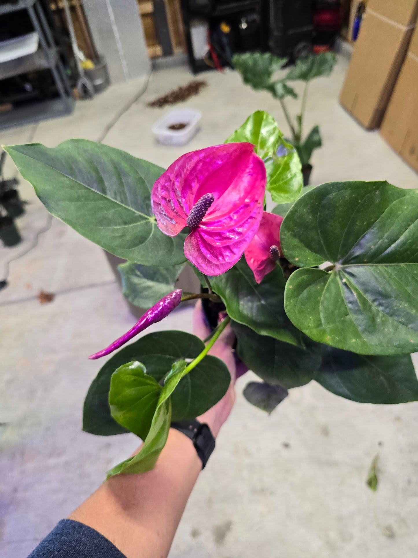 Anthurium Utah 6" - Not Pet Friendly - Pick Your Plant Option - Live Indoor Plant