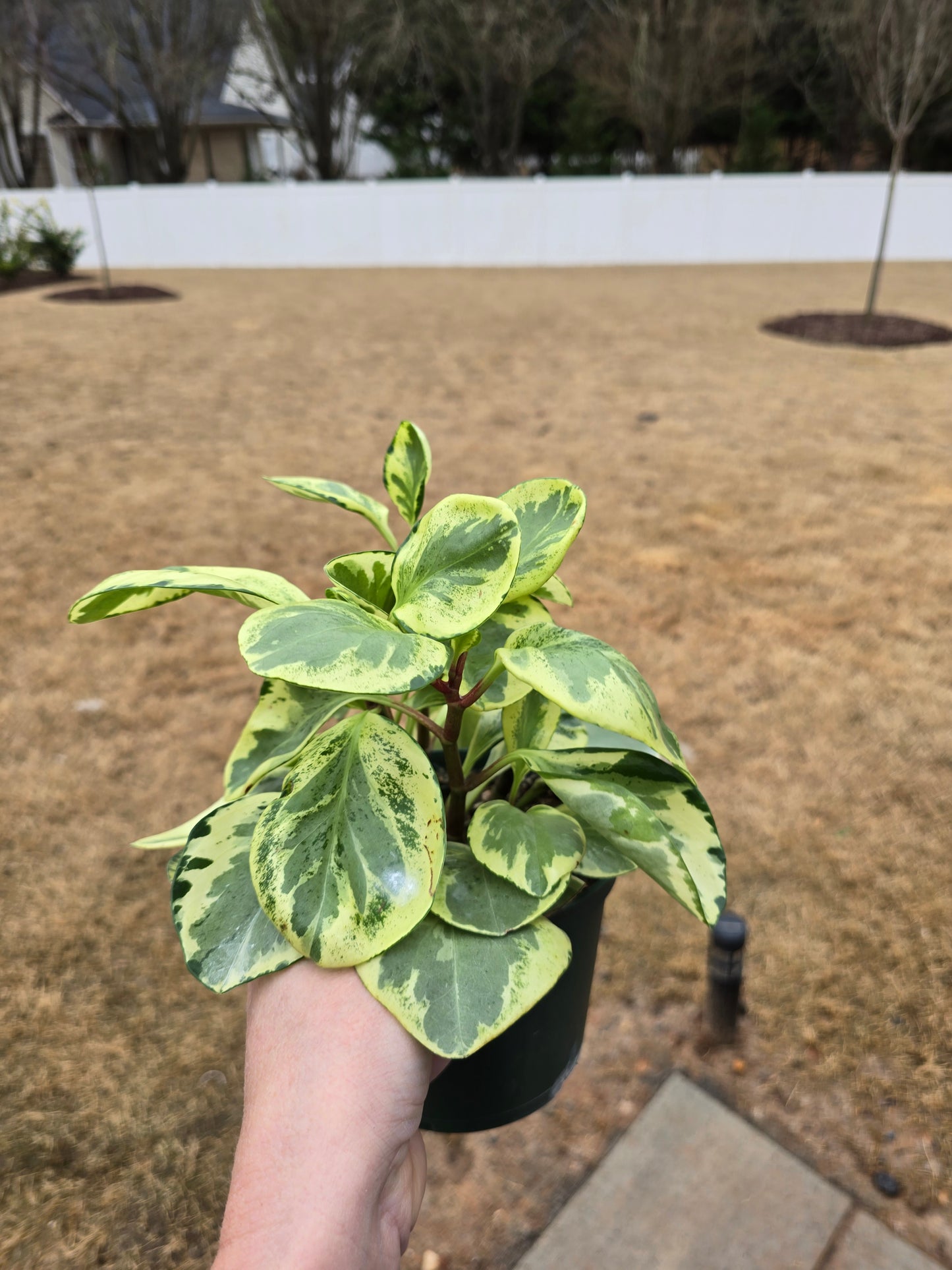 6" Peperomia Golden Gate - Pet Friendly - Pick Your Plant Option - Live Indoor Plant