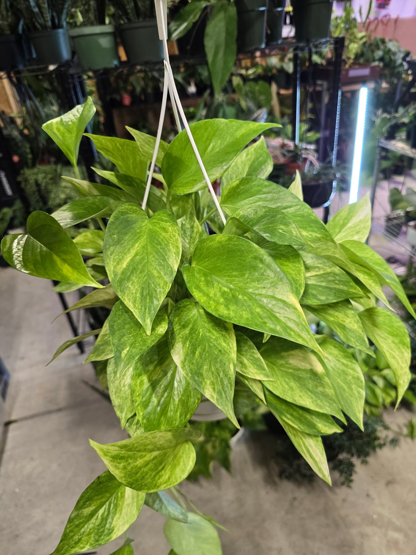 Pothos Neon Queen (Epipremnum) Hanging Basket 8" - Not Pet Friendly - Pick Your Plant Option - Live Indoor Plant