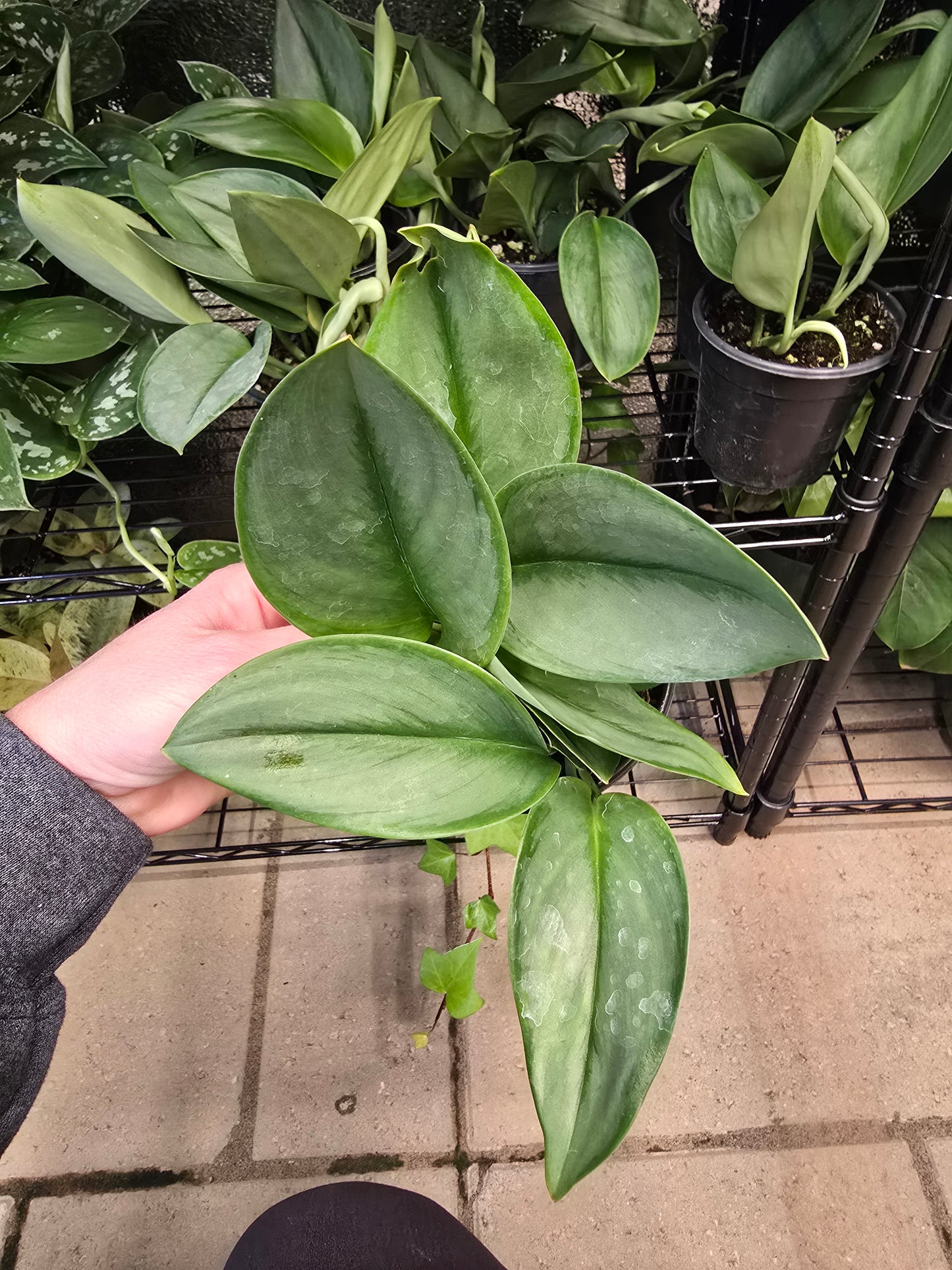 Scindapsus Sterling Silver 4" - Not Pet Friendly - Pick Your Plant Option - Live Indoor Plant