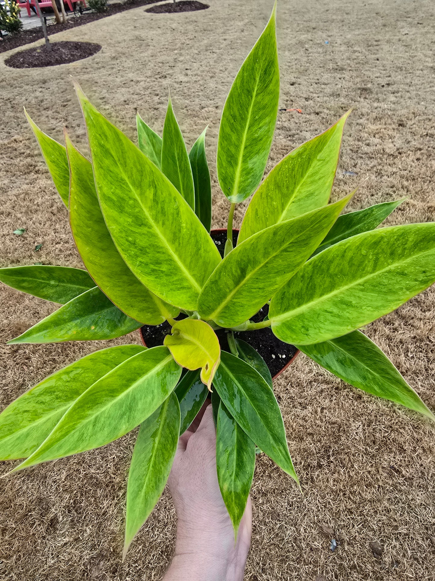 Philodendron Calkins Gold 6" - Not Pet Friendly - Pick Your Plant Option - Live Indoor Plant