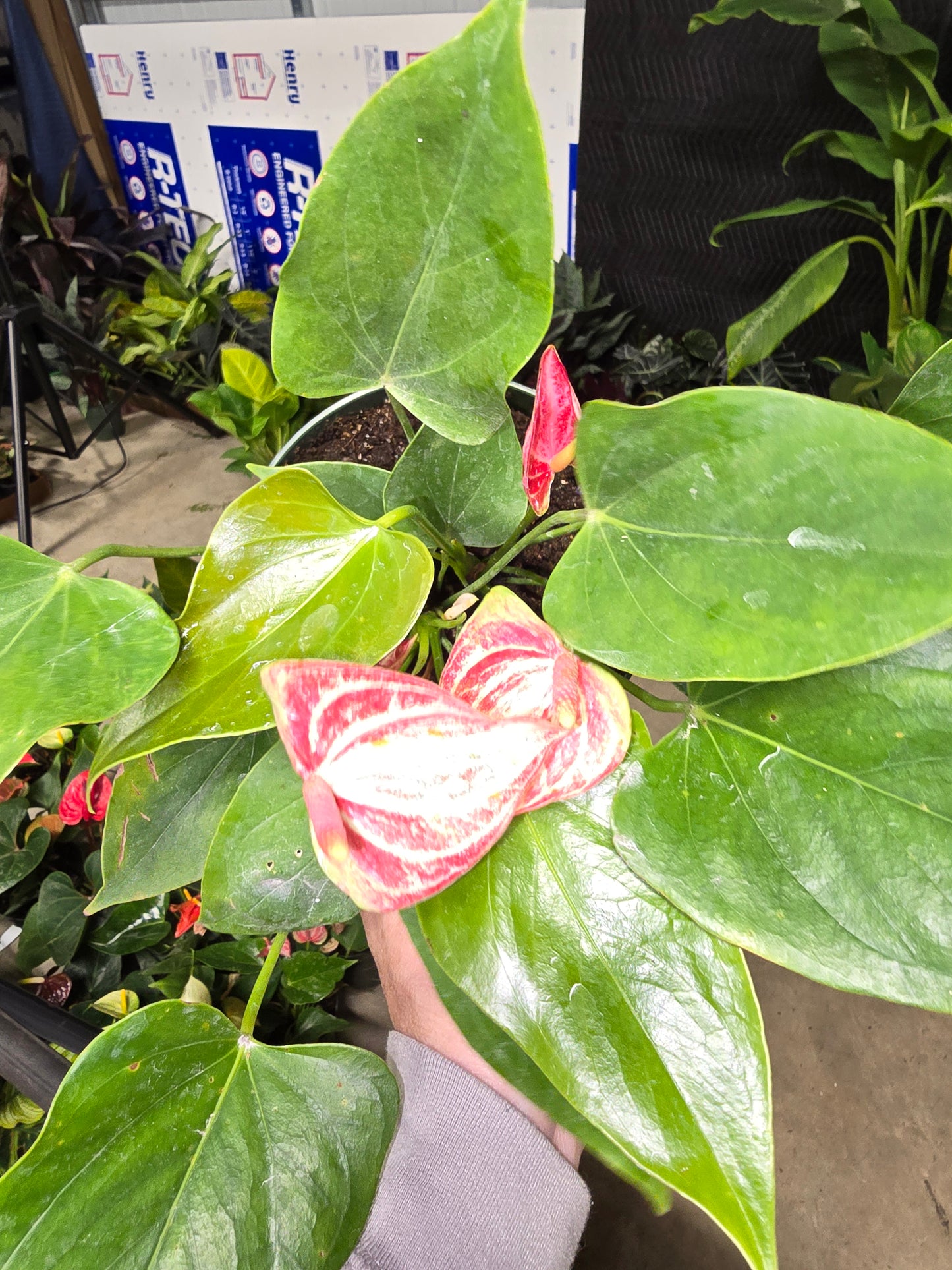 Anthurium Livium 6" - Not Pet Friendly - Pick Your Plant Option - Live Indoor Plant