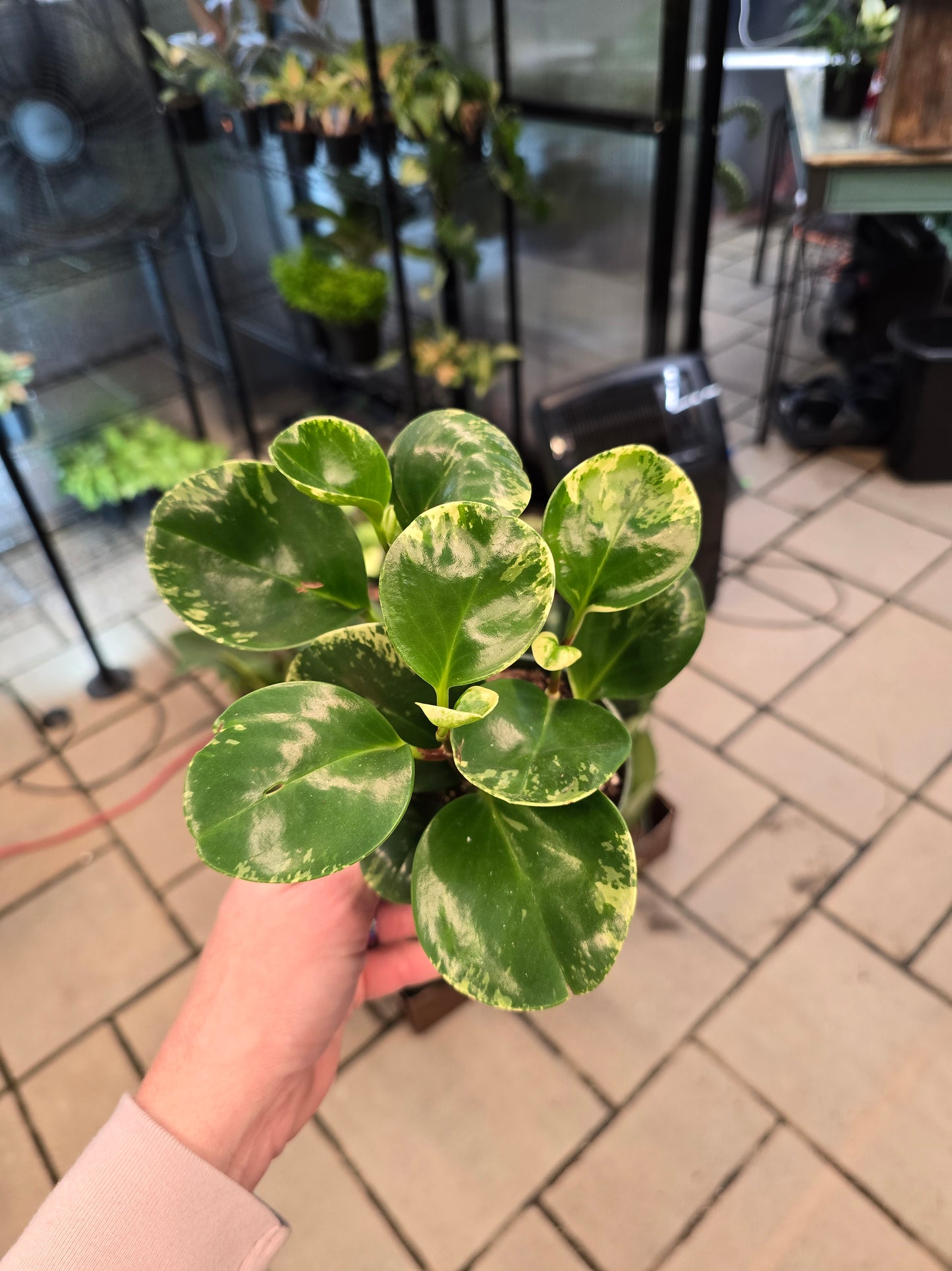 Peperomia Marble 4" - Pet Friendly - Pick Your Plant Option - Live Indoor Plant